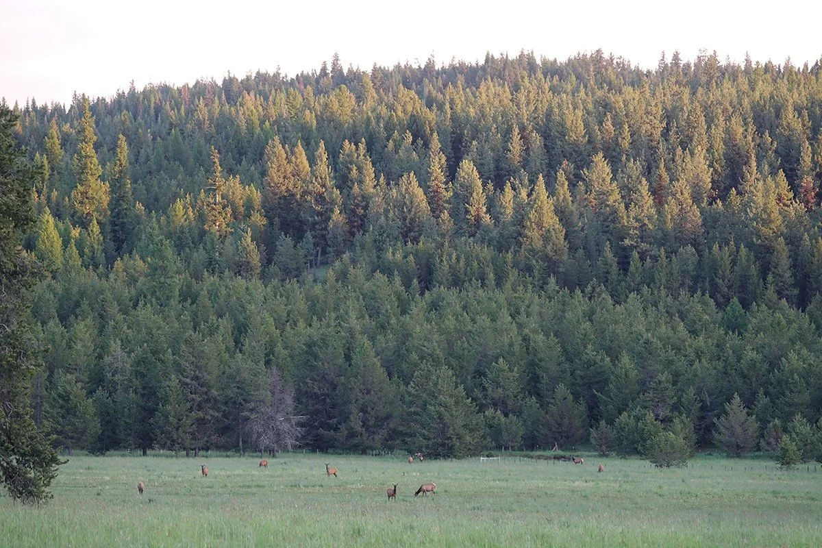 Elk in a meadow with forest in the background