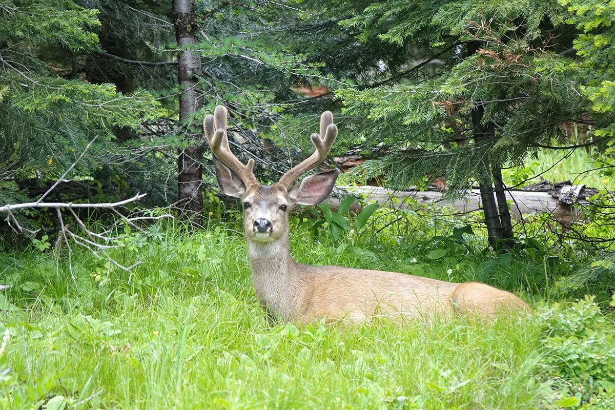 Elk sitting