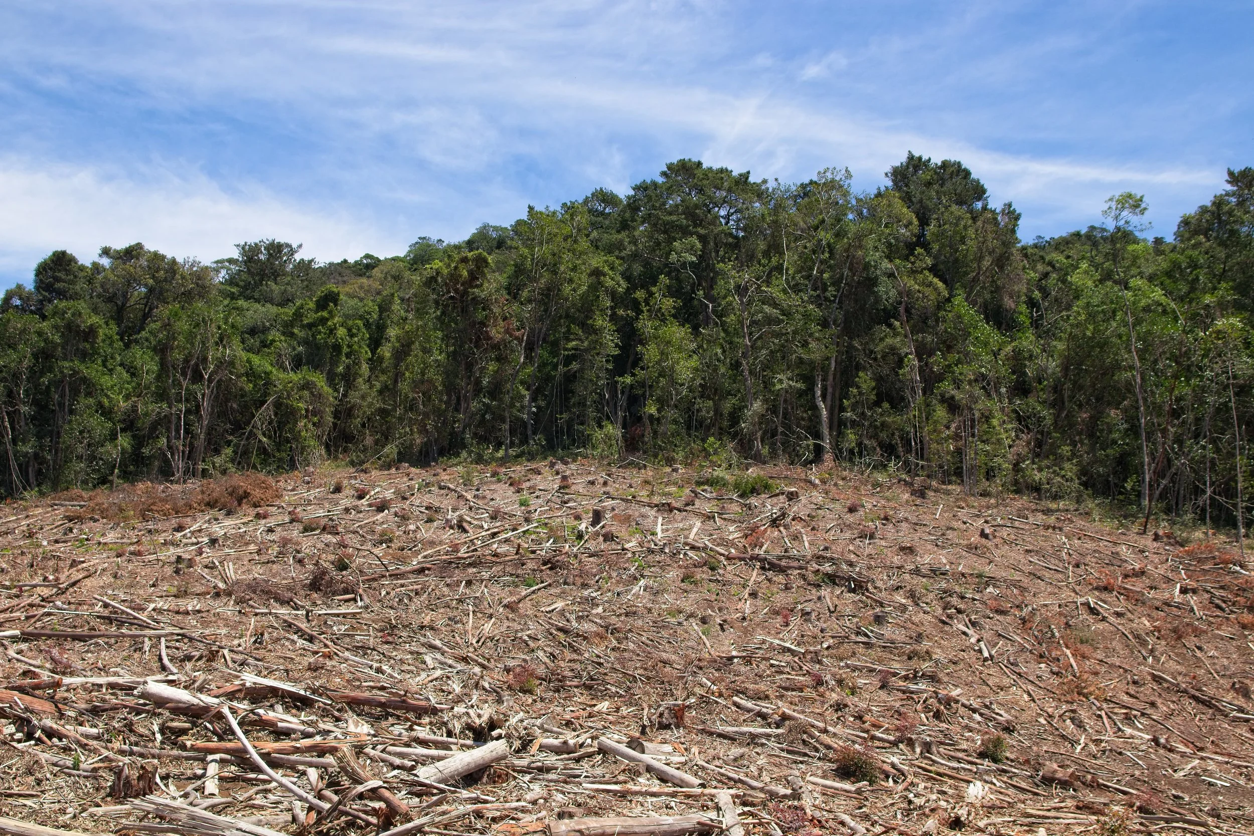 Structured land clearing and site preparation for a commercial construction project in Northeast Georgia by Taproot Contracting.