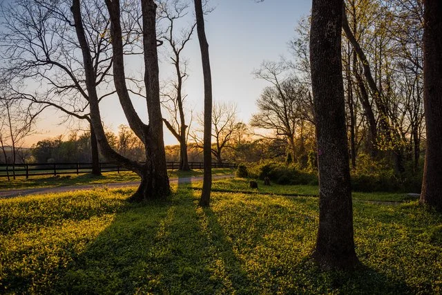 A peaceful park scene during sunset with tall trees, green grass, and a wooden fence in the background.