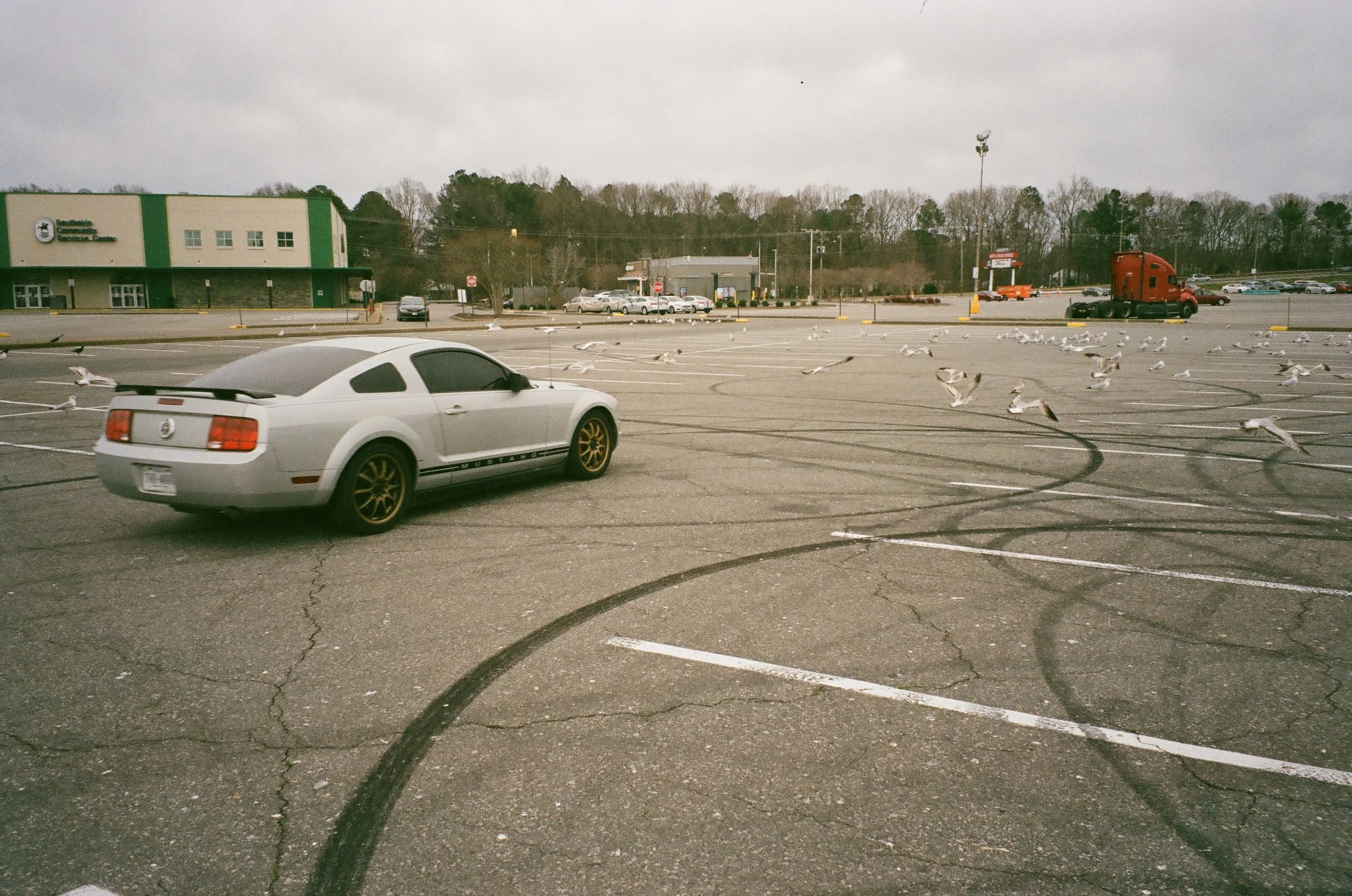 Parking Gulls