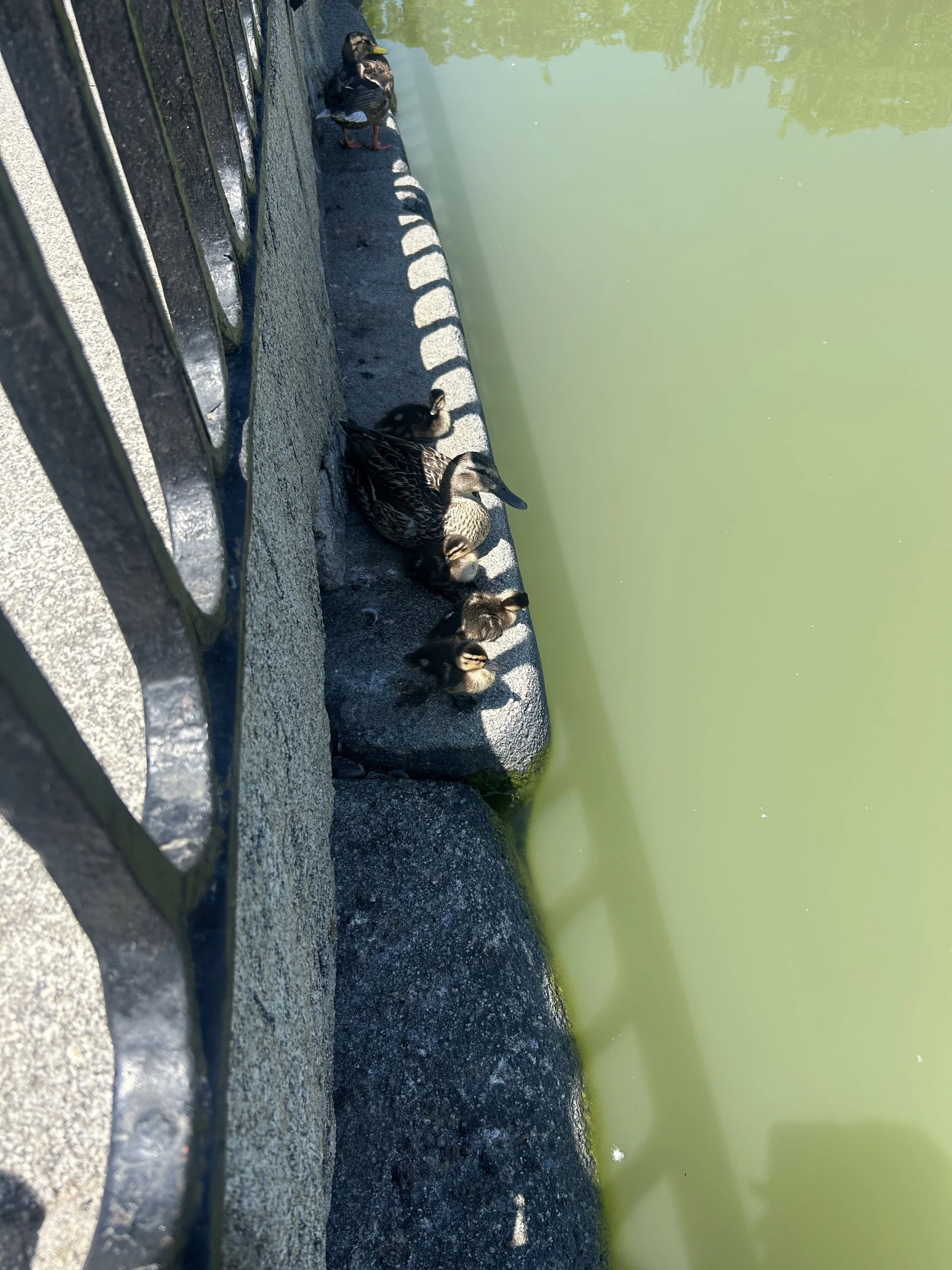 IMG_5621.jpeg
