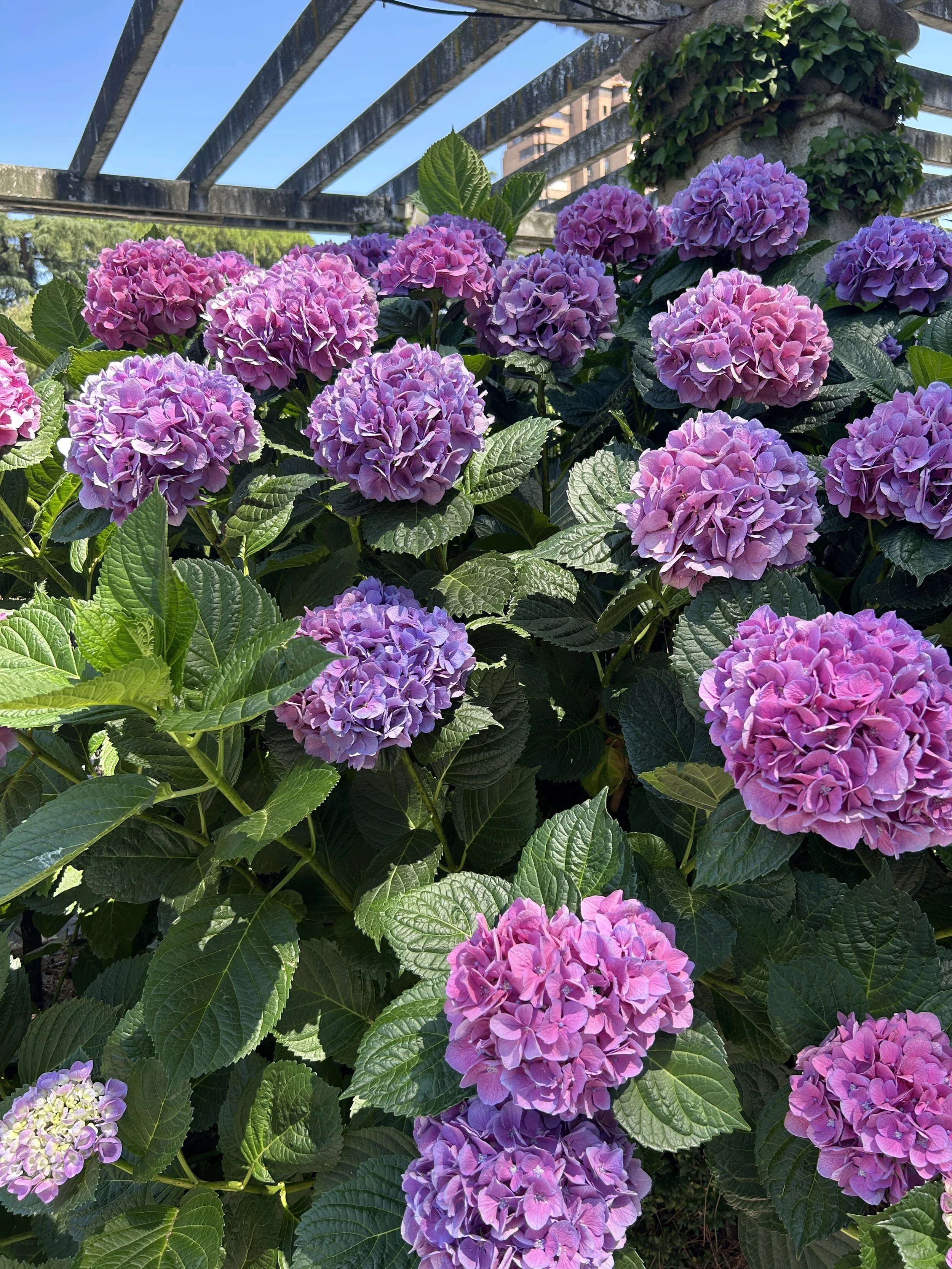 IMG_5639.jpeg