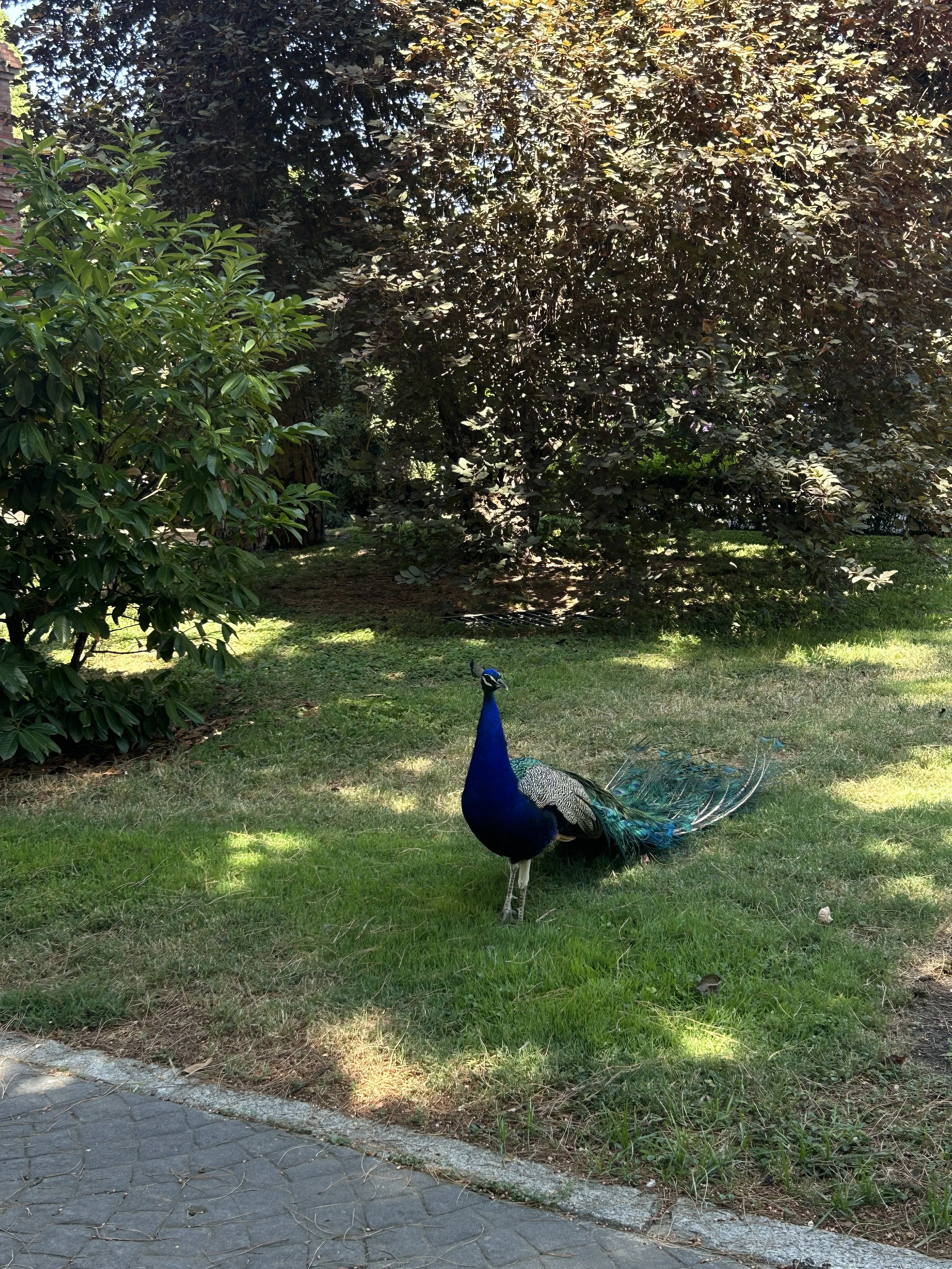 IMG_5641.jpeg