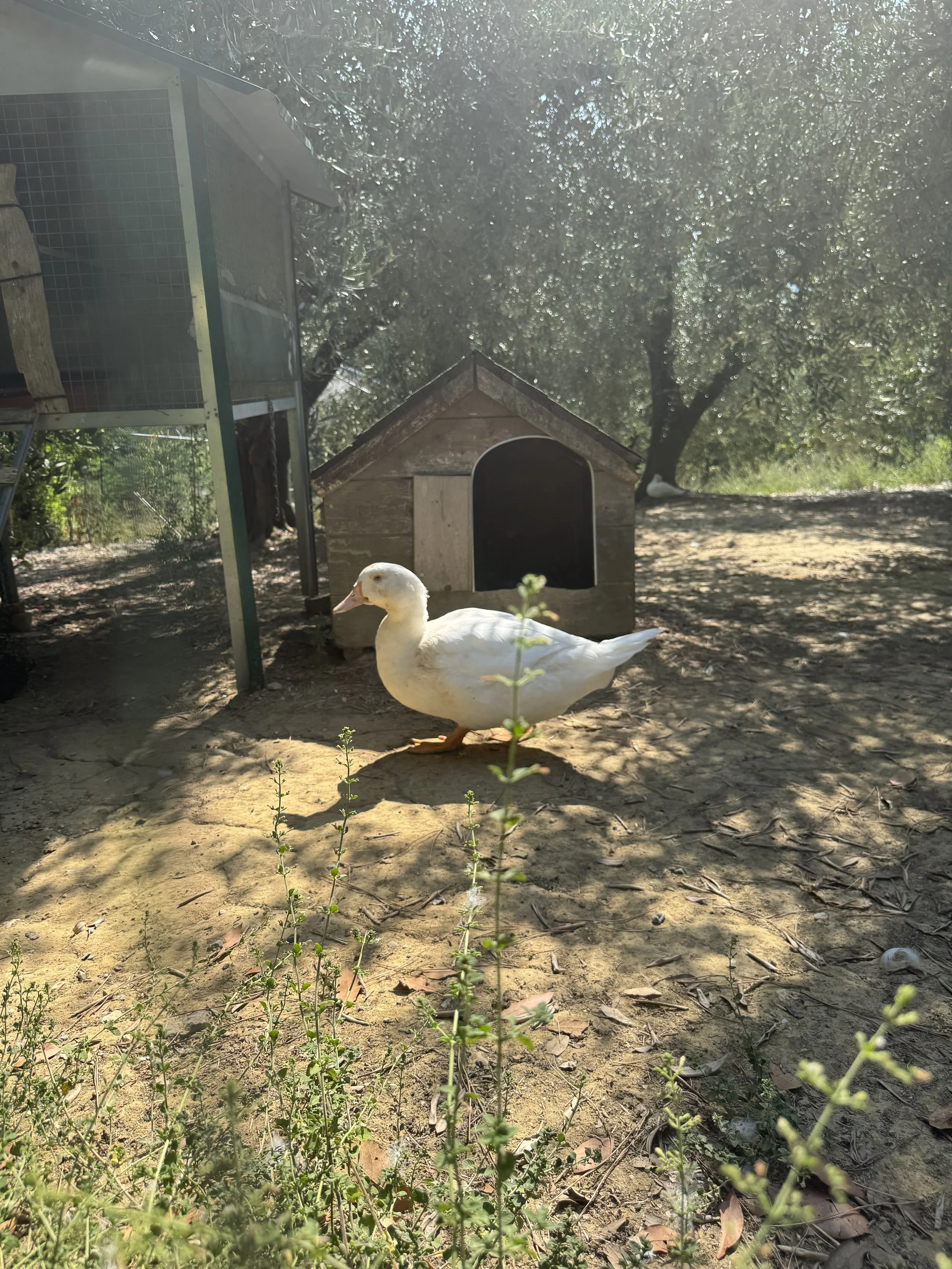 IMG_7493.jpeg