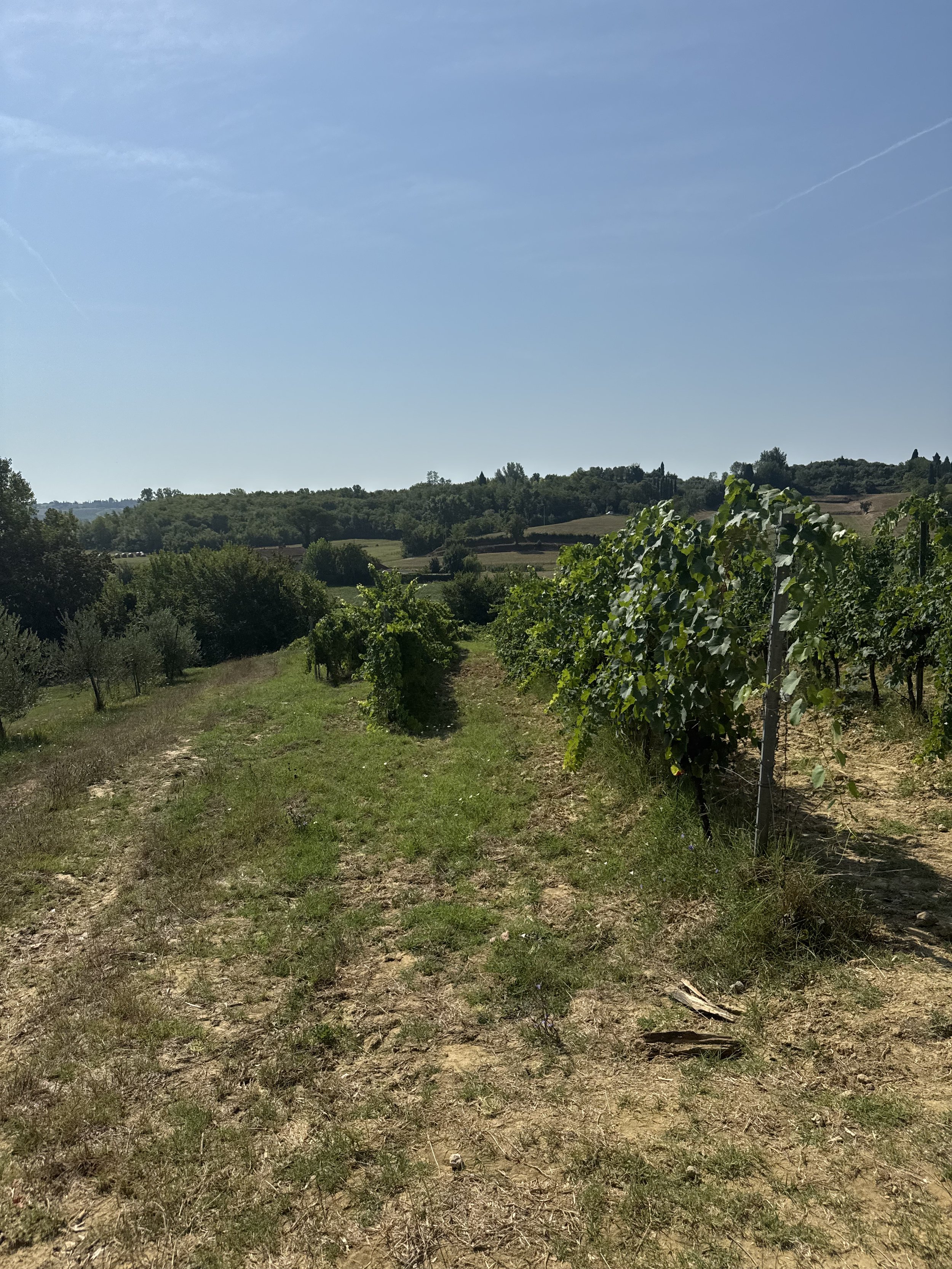 IMG_7513.jpeg