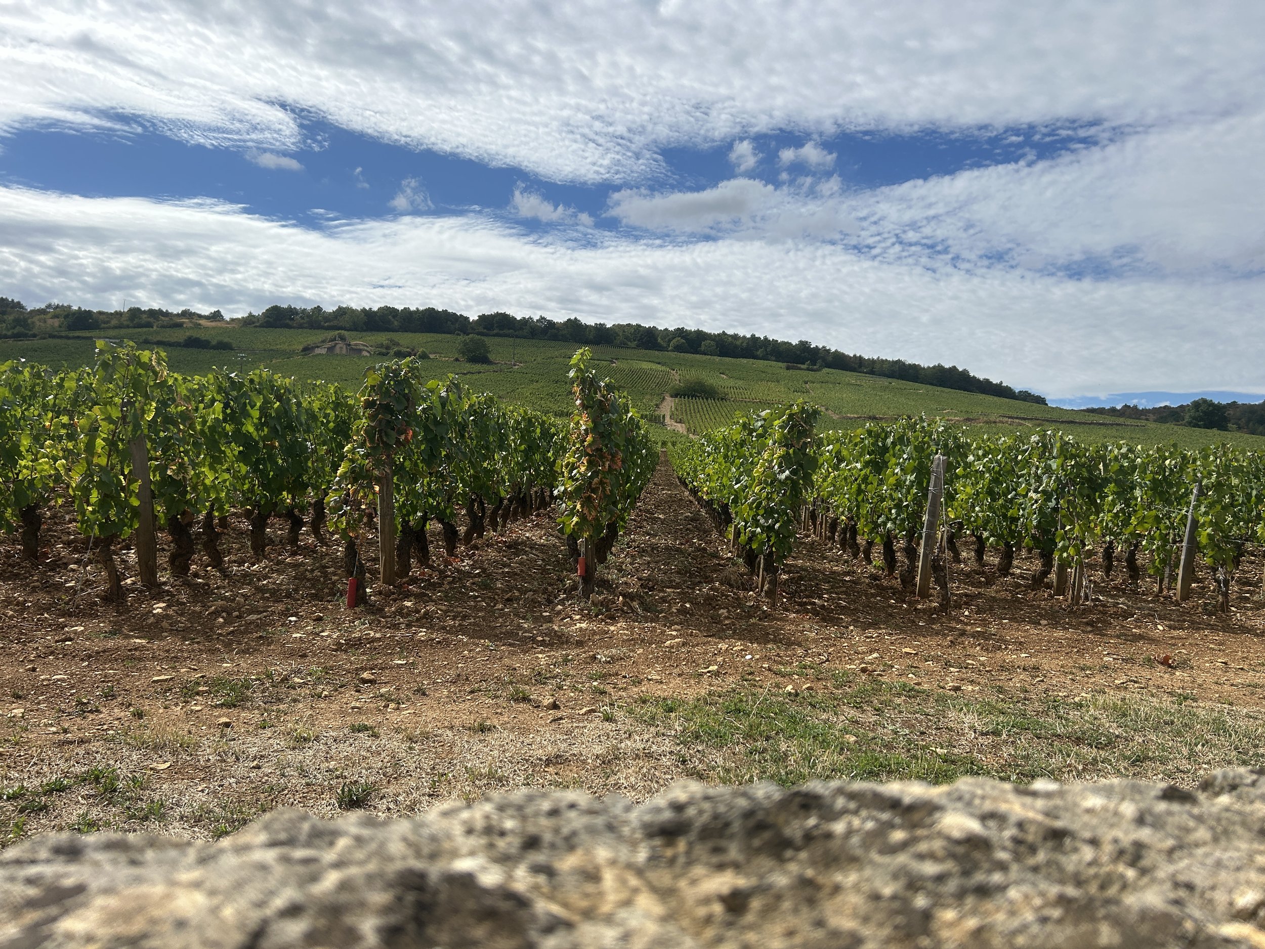 Oui Oui Bourgogne!