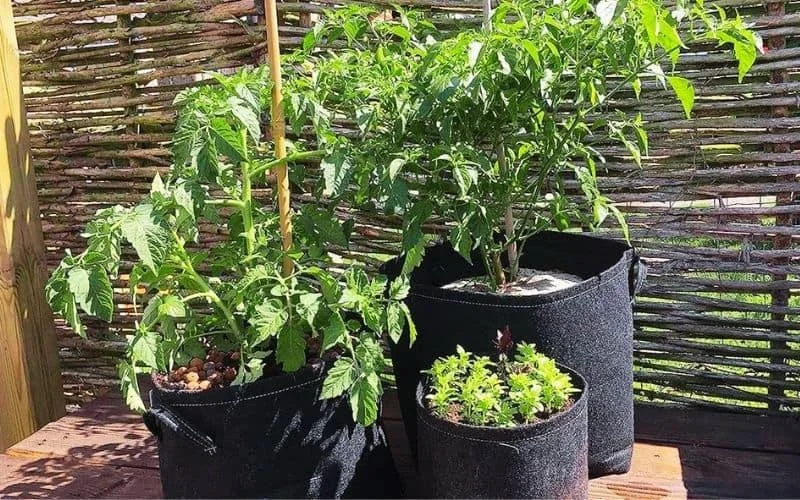 The Humble Grow Bag Deserves More Respect