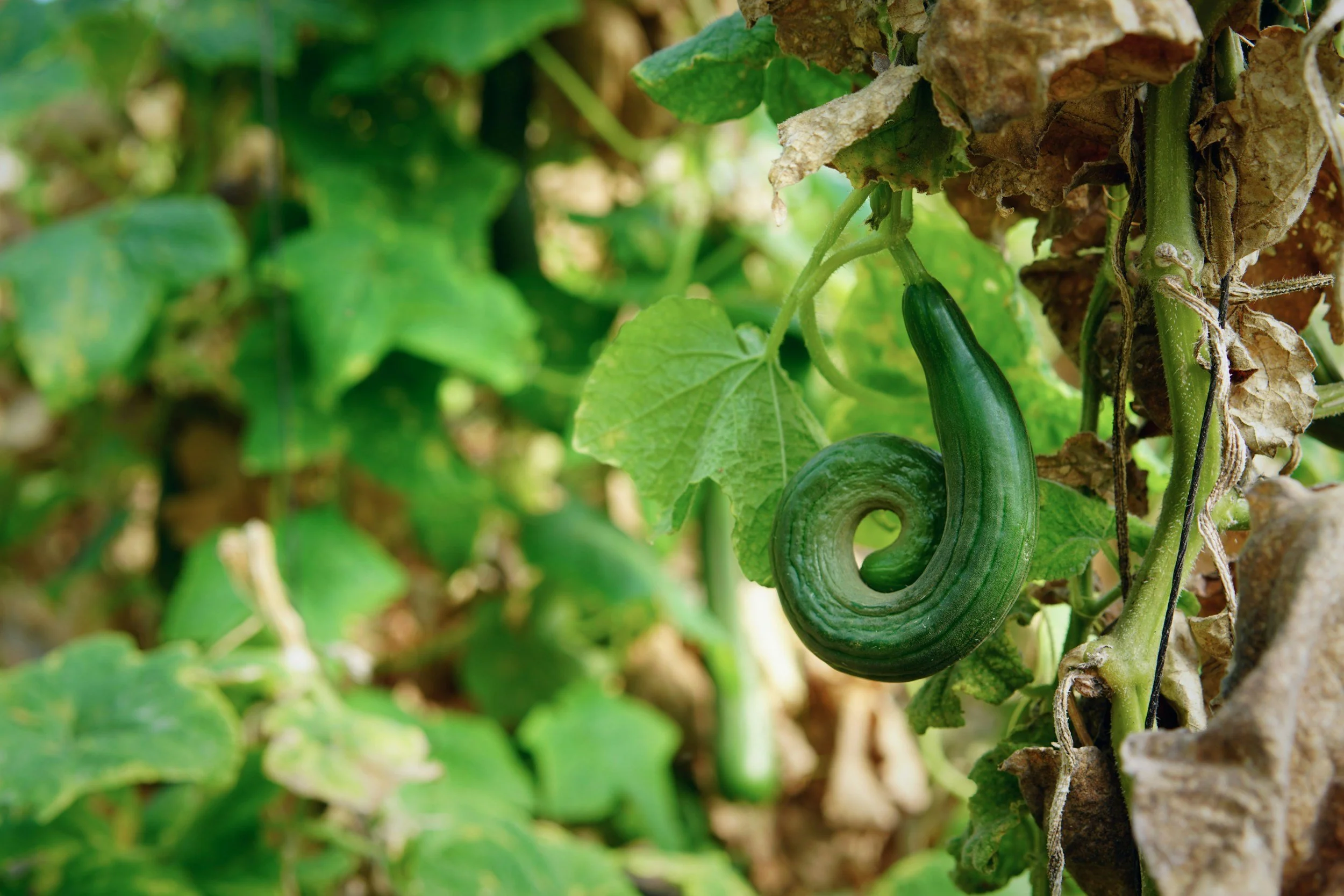 Your Cucumbers Are Weird Because of This