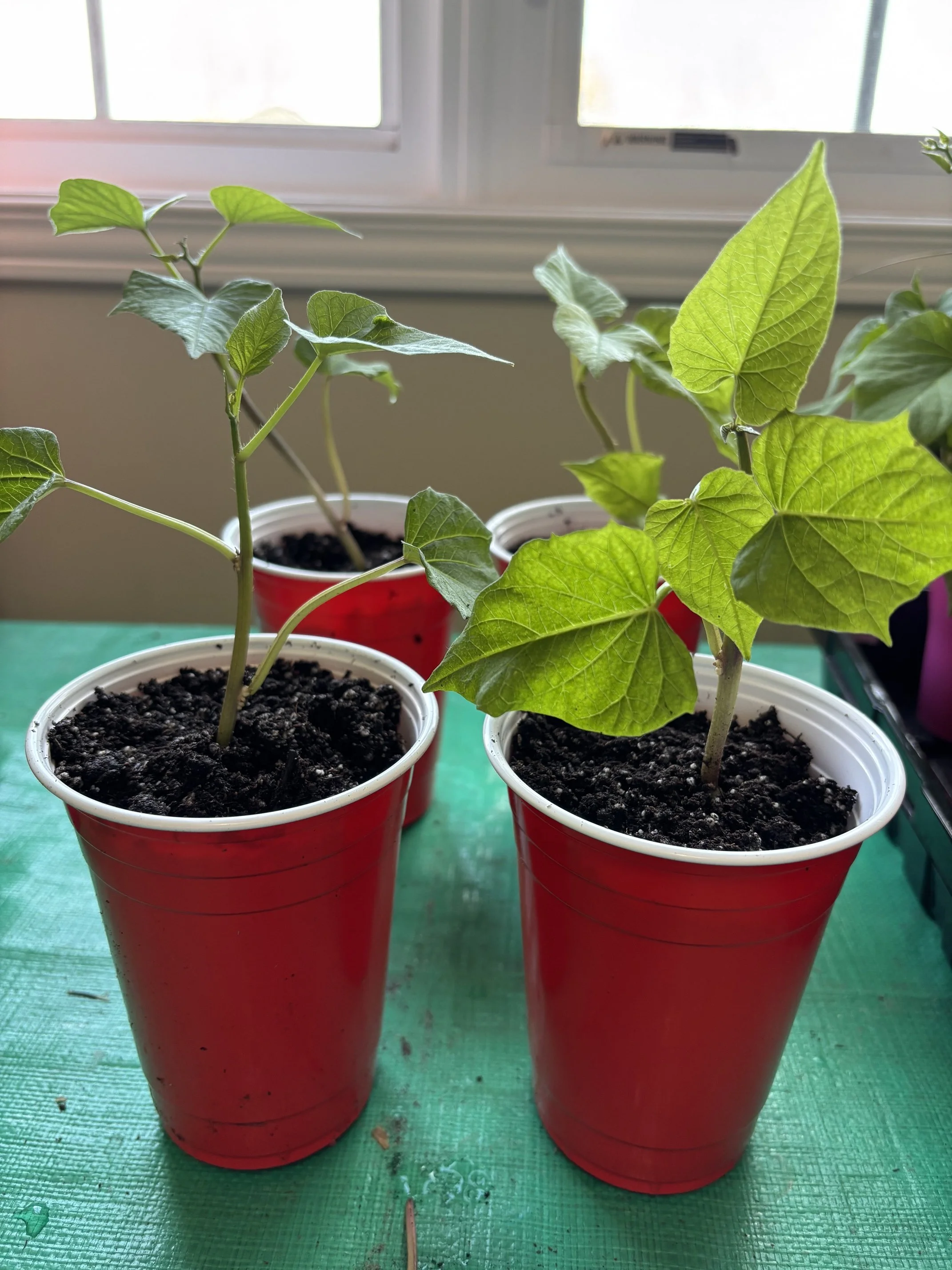 How I Accidentally Turned a Sweet Potato Into a Side Hustle