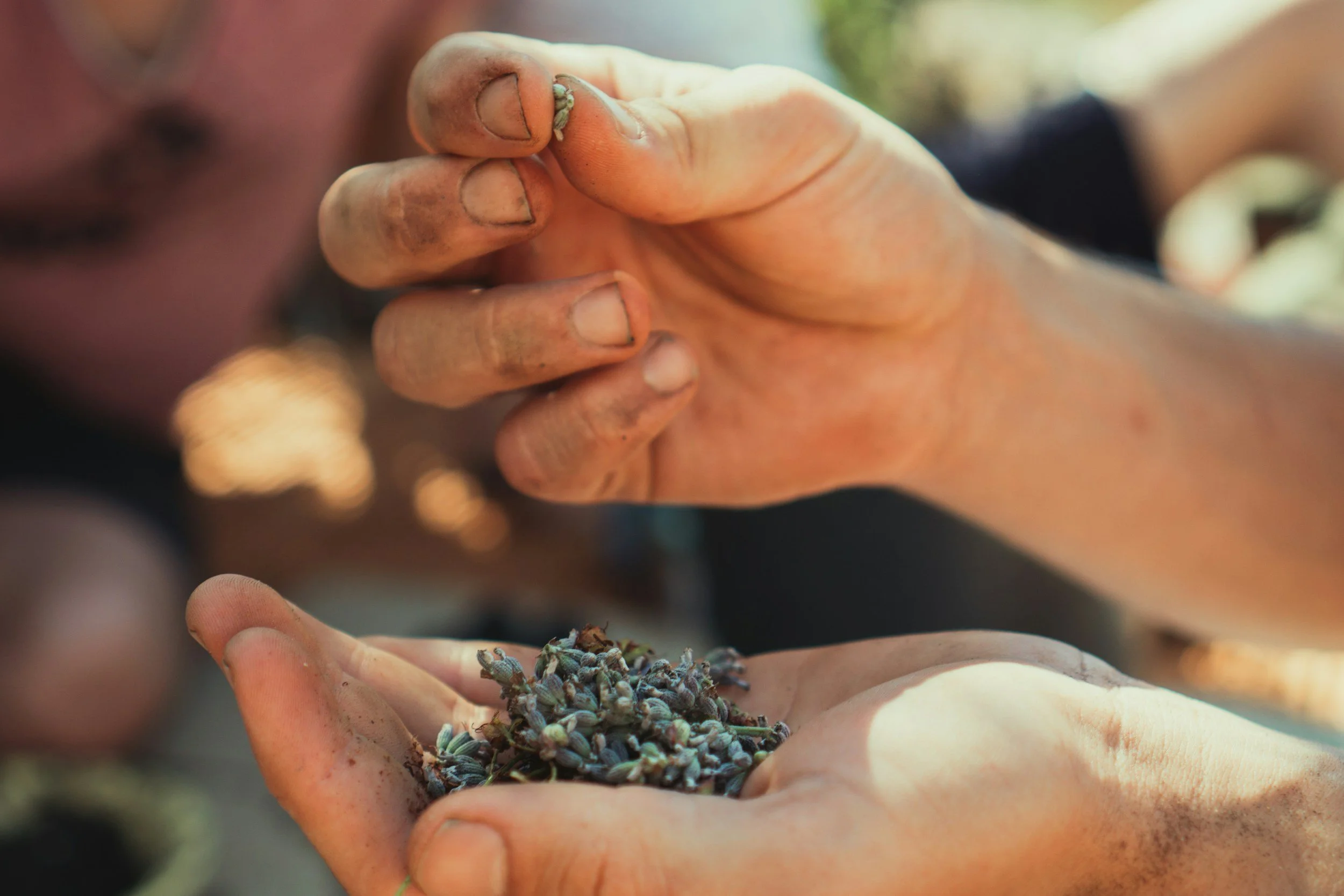 Seed Saving in Late Summer: Save This Year’s Garden for Next Year