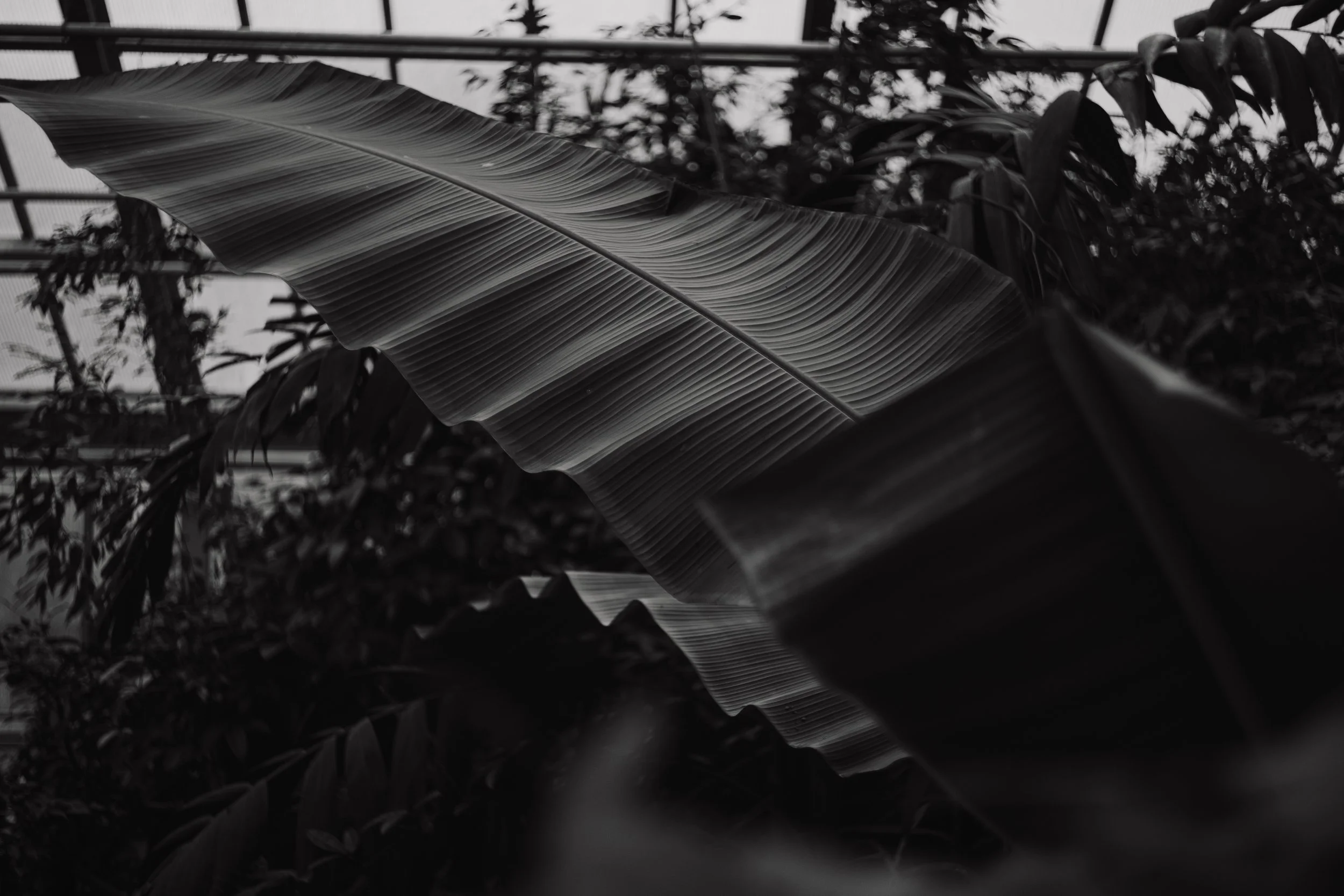 Photo of a large banana leaf in Leiden Botanical garden.