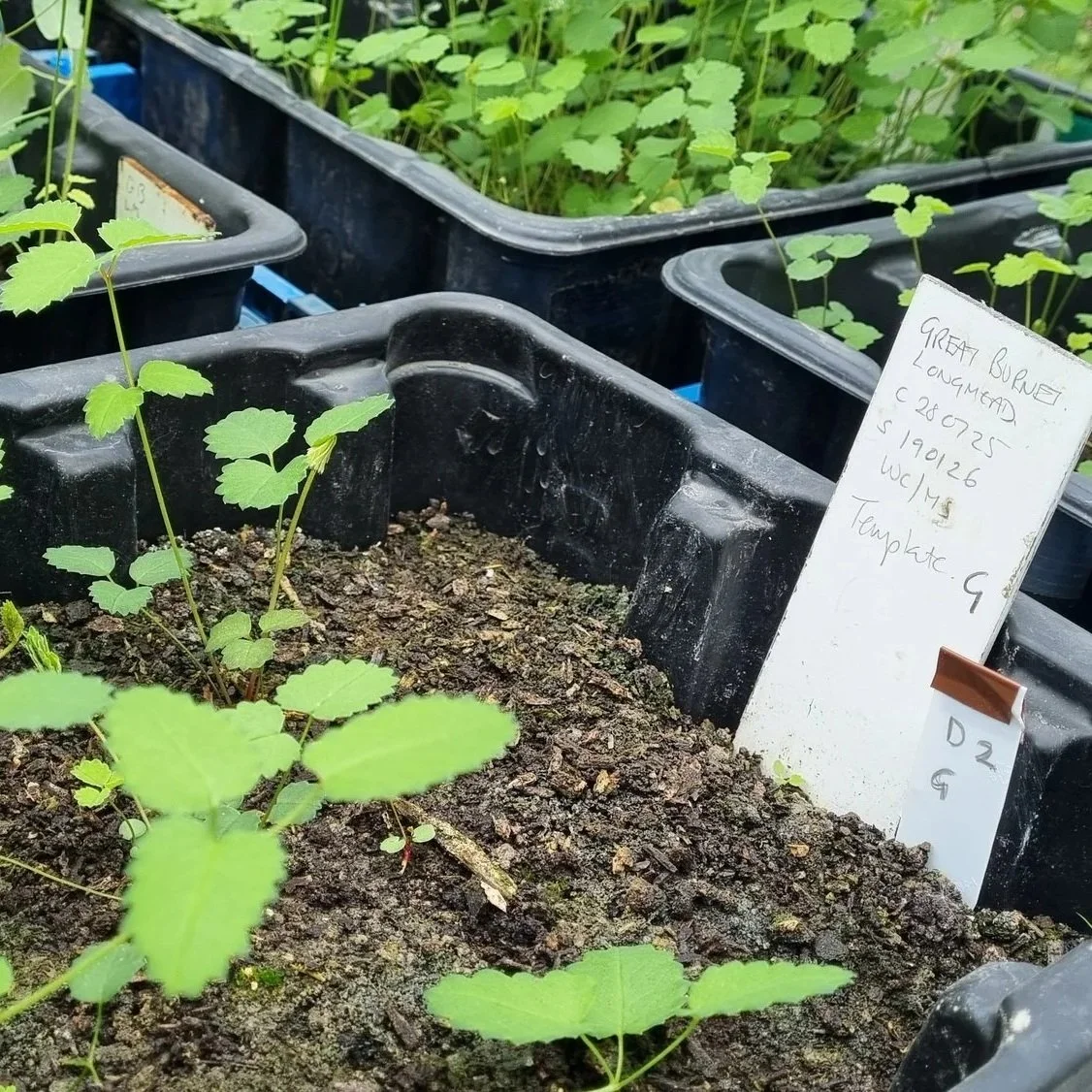 Growing Orchard Meadows with the Long Mead Foundation 