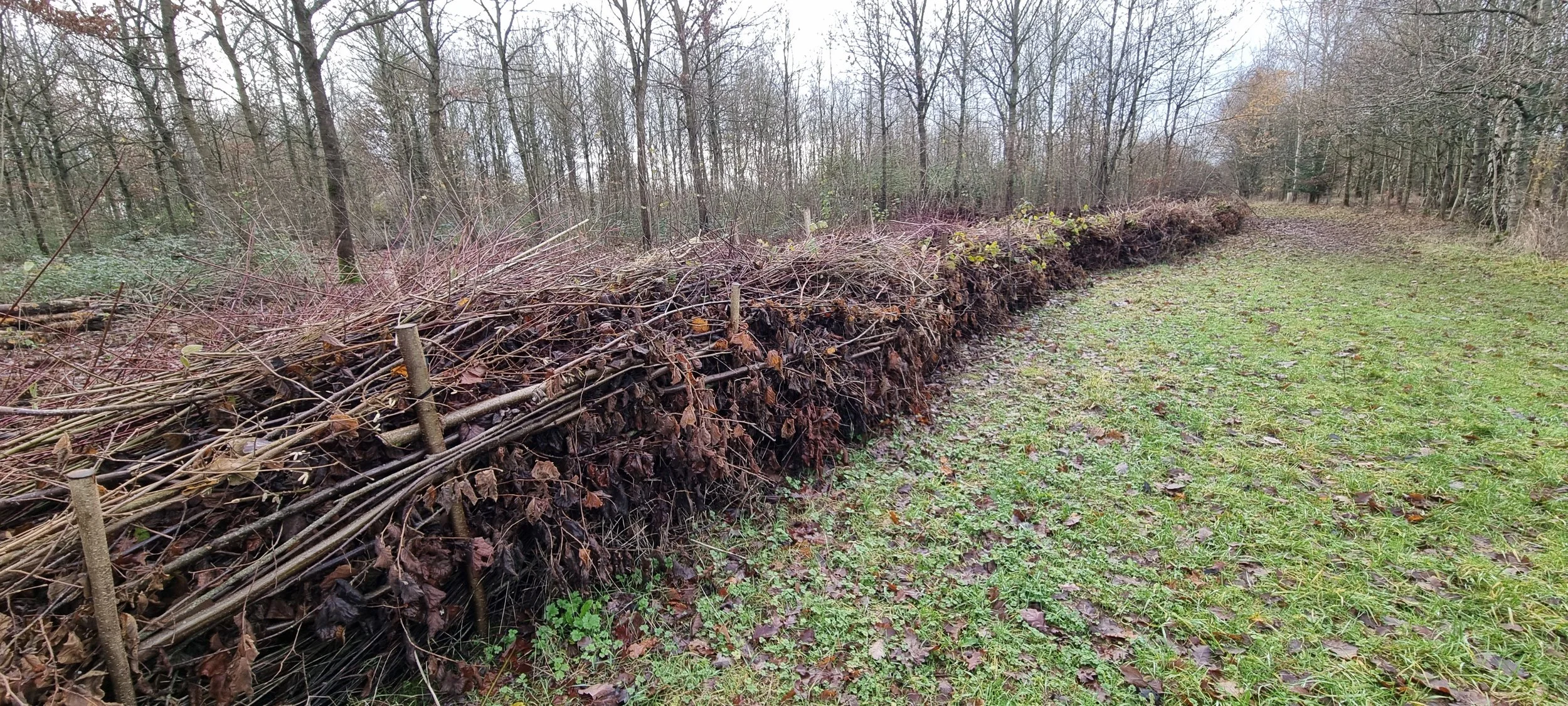 Dead hedge within a woodland