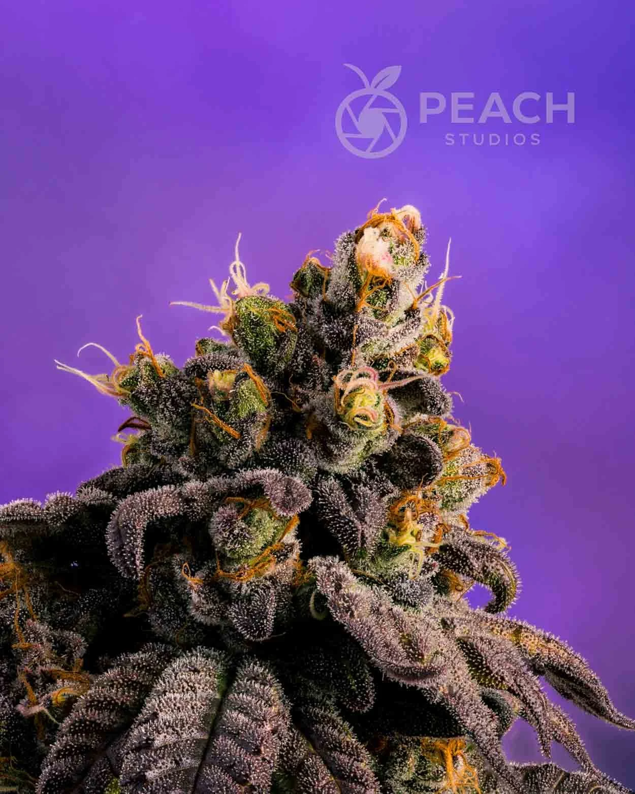 Close-up of a cannabis bud covered in trichomes against a purple background with the Peach Studios logo.