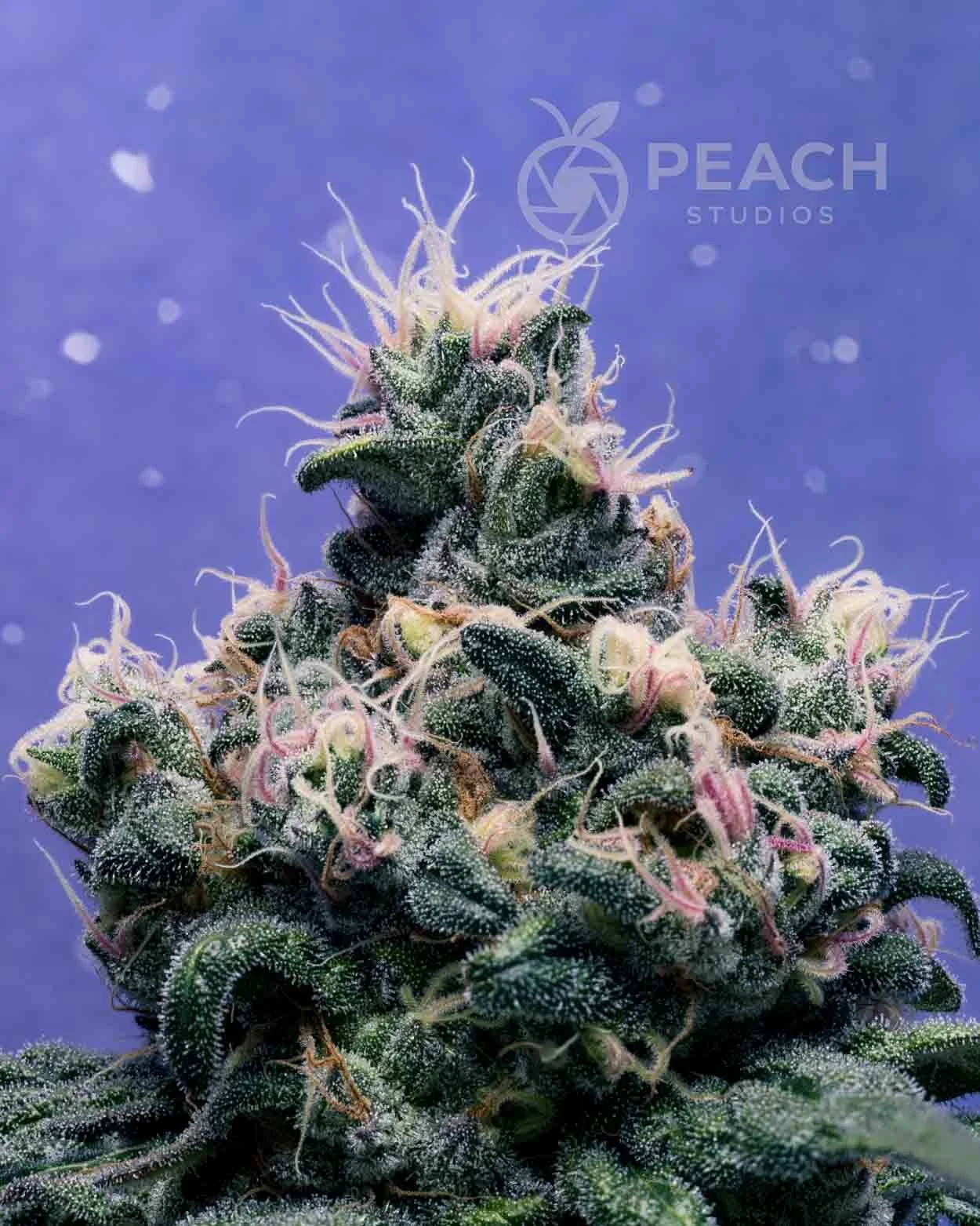 Close-up of a cannabis plant with dense, trichome-covered buds against a blue background, with a watermark that says 'Peach Studios'.