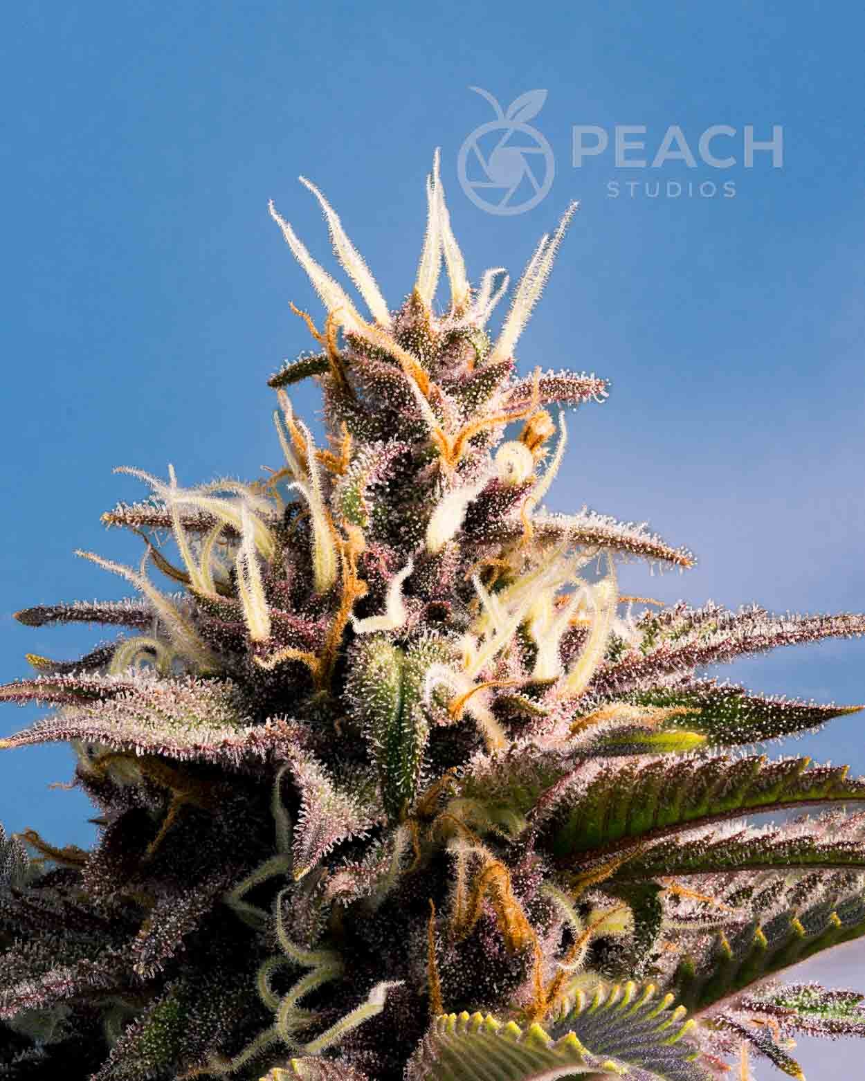 Close-up of a flowering cannabis plant with green, purple, and orange hues, covered in trichomes, against a blue sky background.