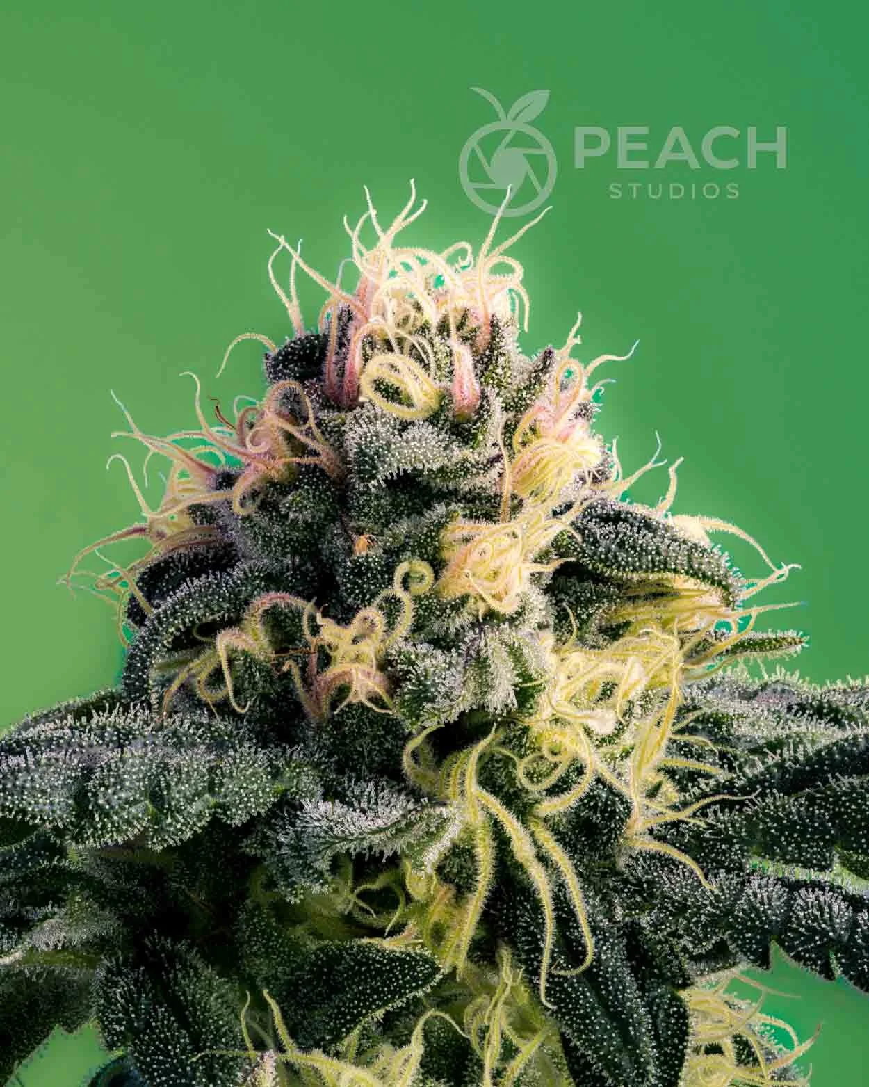 Close-up of a cannabis plant with vibrant green leaves and grayish-white trichomes, displaying orange and yellow pistils, set against a green background with the Peach Studios logo.