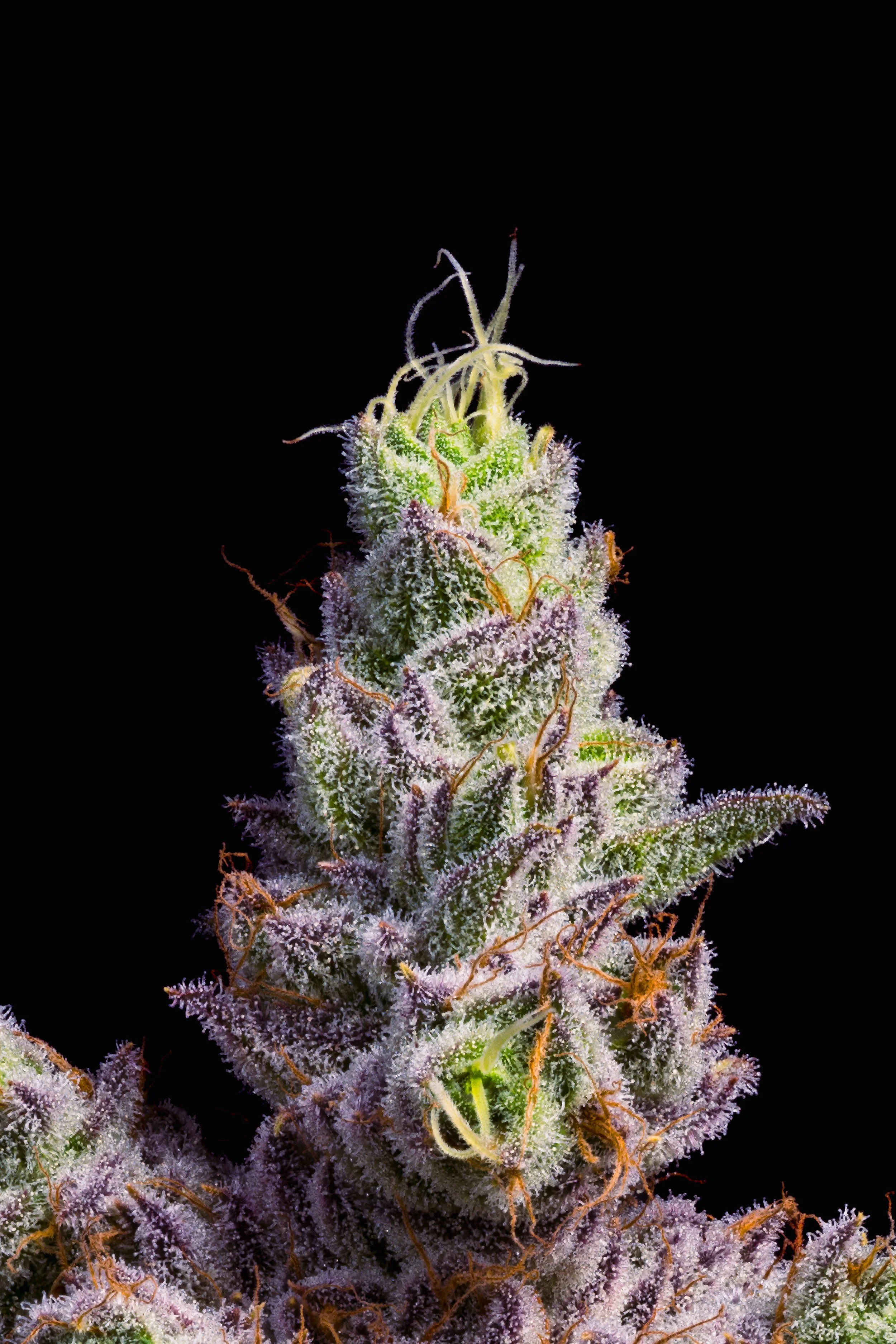 Close-up Macro Photo  of a cannabis plant with purple and green hues, covered in trichomes, against a black background.