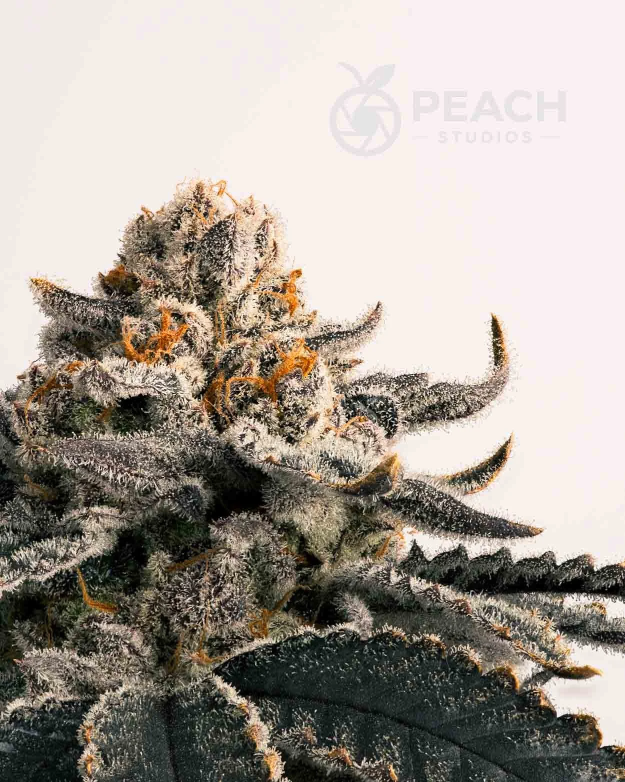 Close-up of a frosty cannabis bud with orange hairs, covered in trichomes, on a white background.