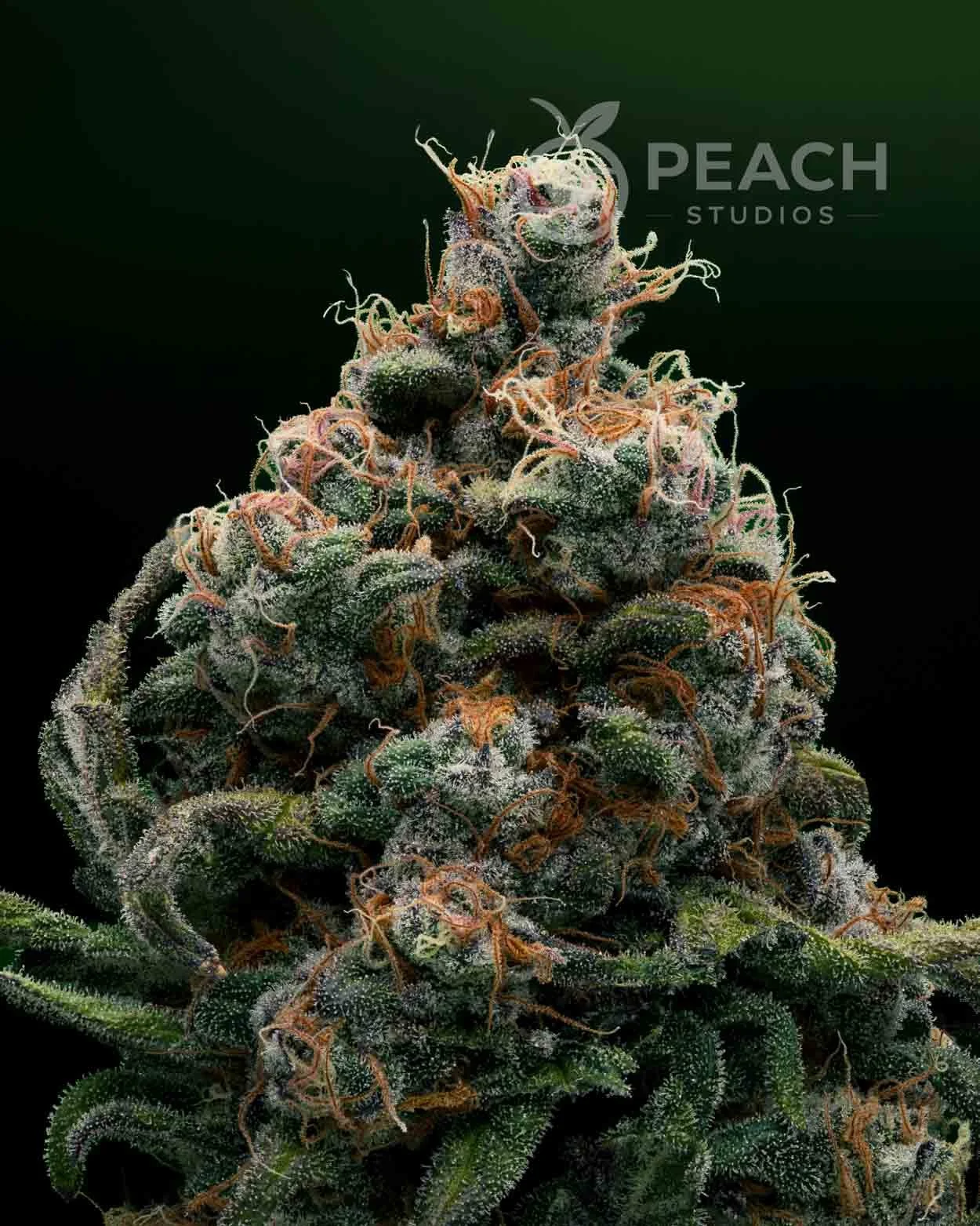 Close-up of a cannabis plant with dense buds covered in trichomes, orange pistils, and dark green leaves. The background is dark, highlighting the plant's details.