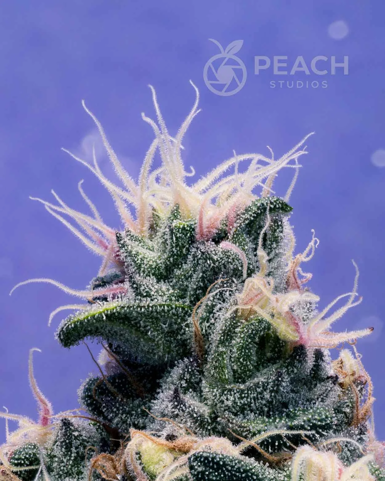 Close-up of a dense cannabis bud covered in trichomes with green leaves and orange pistils against a purple background.
