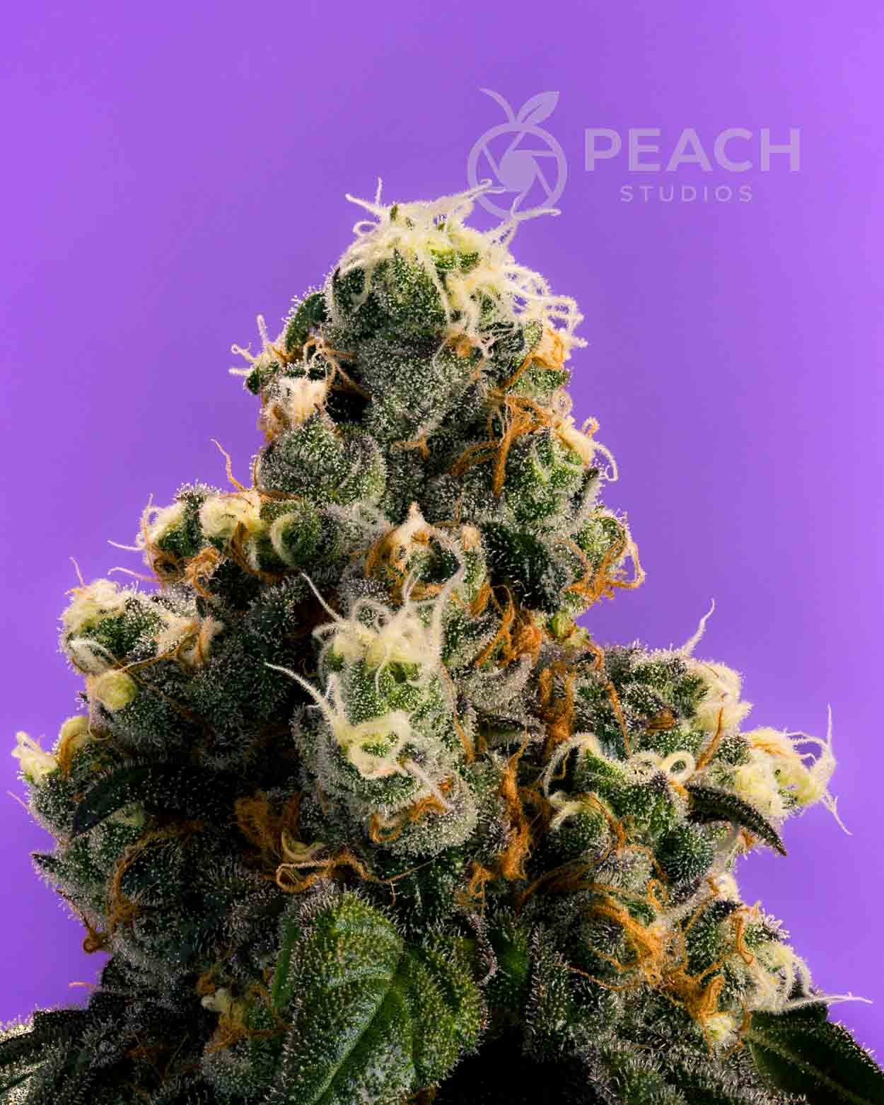 Close-up of a cannabis plant covered in trichomes with orange pistils, against a purple background with a Peach Studios logo.