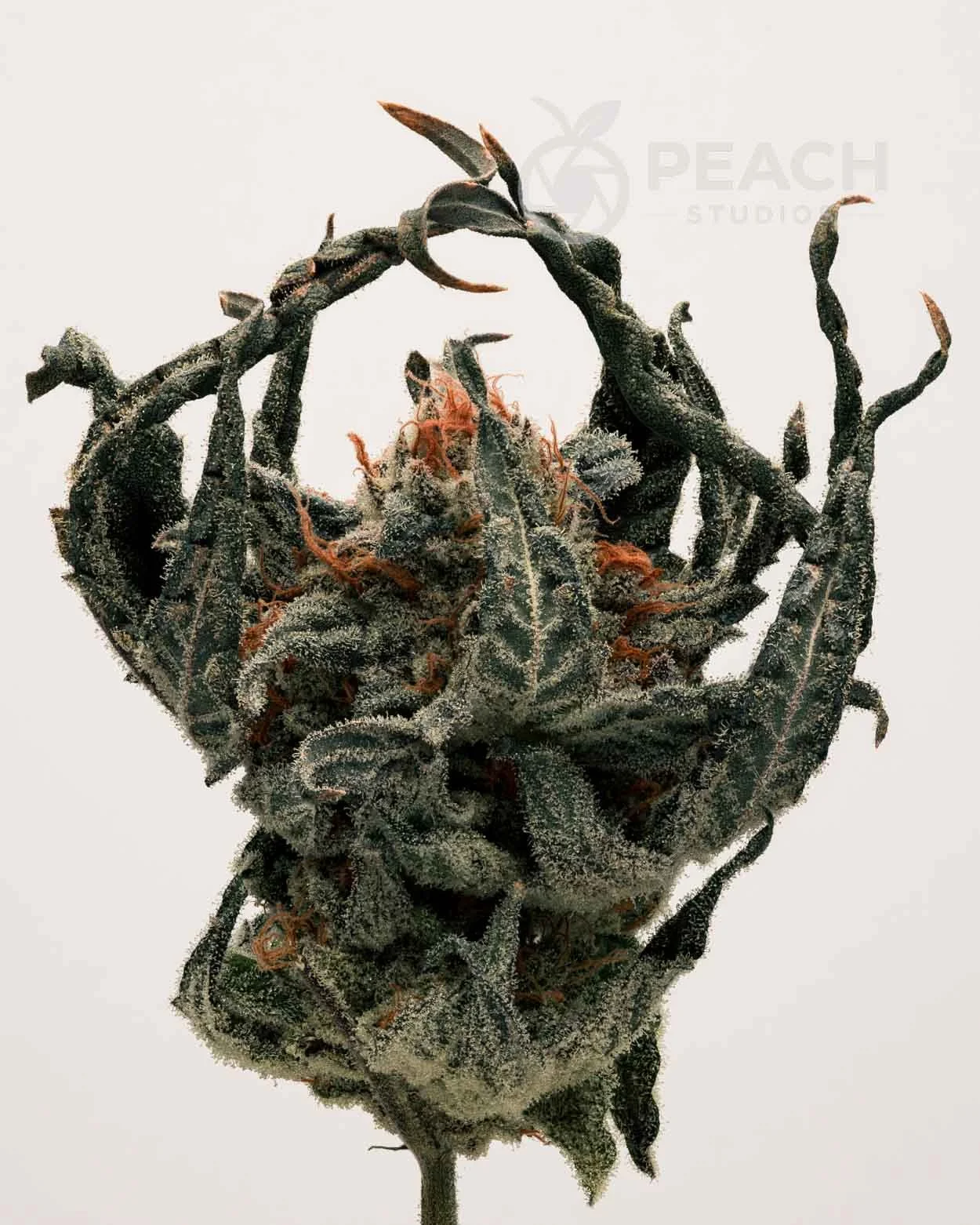Close-up of a dried cannabis bud with trichomes, orange hairs, and dark green leaves.