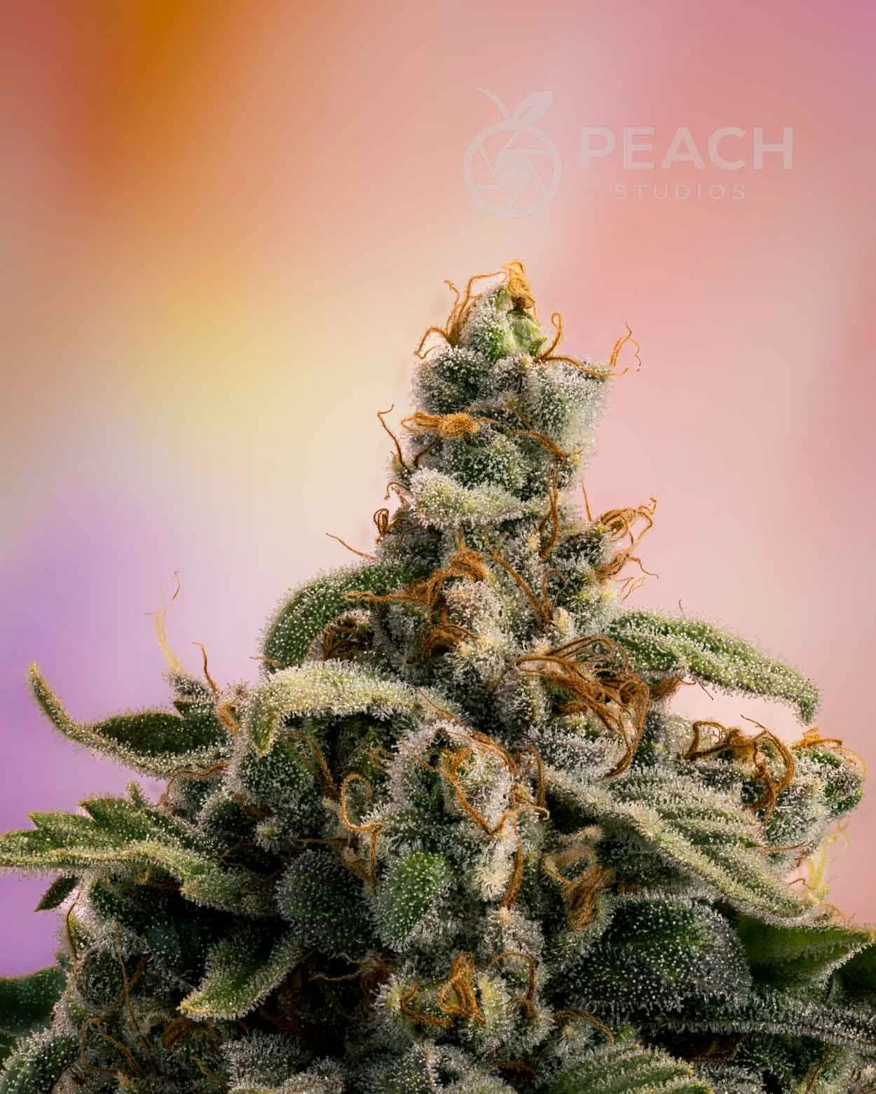 Close-up of a cannabis plant with dense buds covered in trichomes, with orange pistils and green leaves, against a pink background.