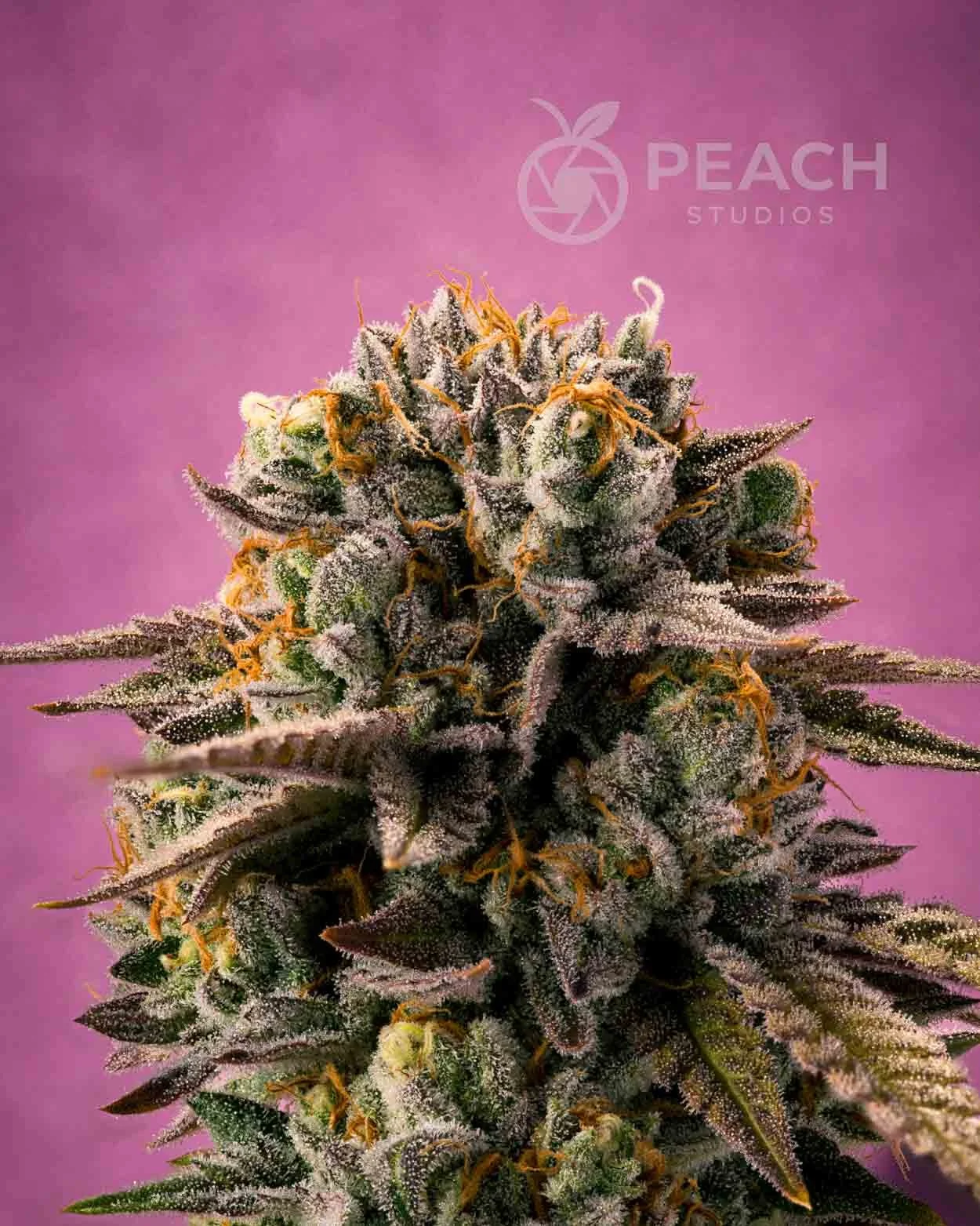 A close-up of a cannabis plant with frosty trichomes, orange pistils, and purple-tinged leaves against a pink background.