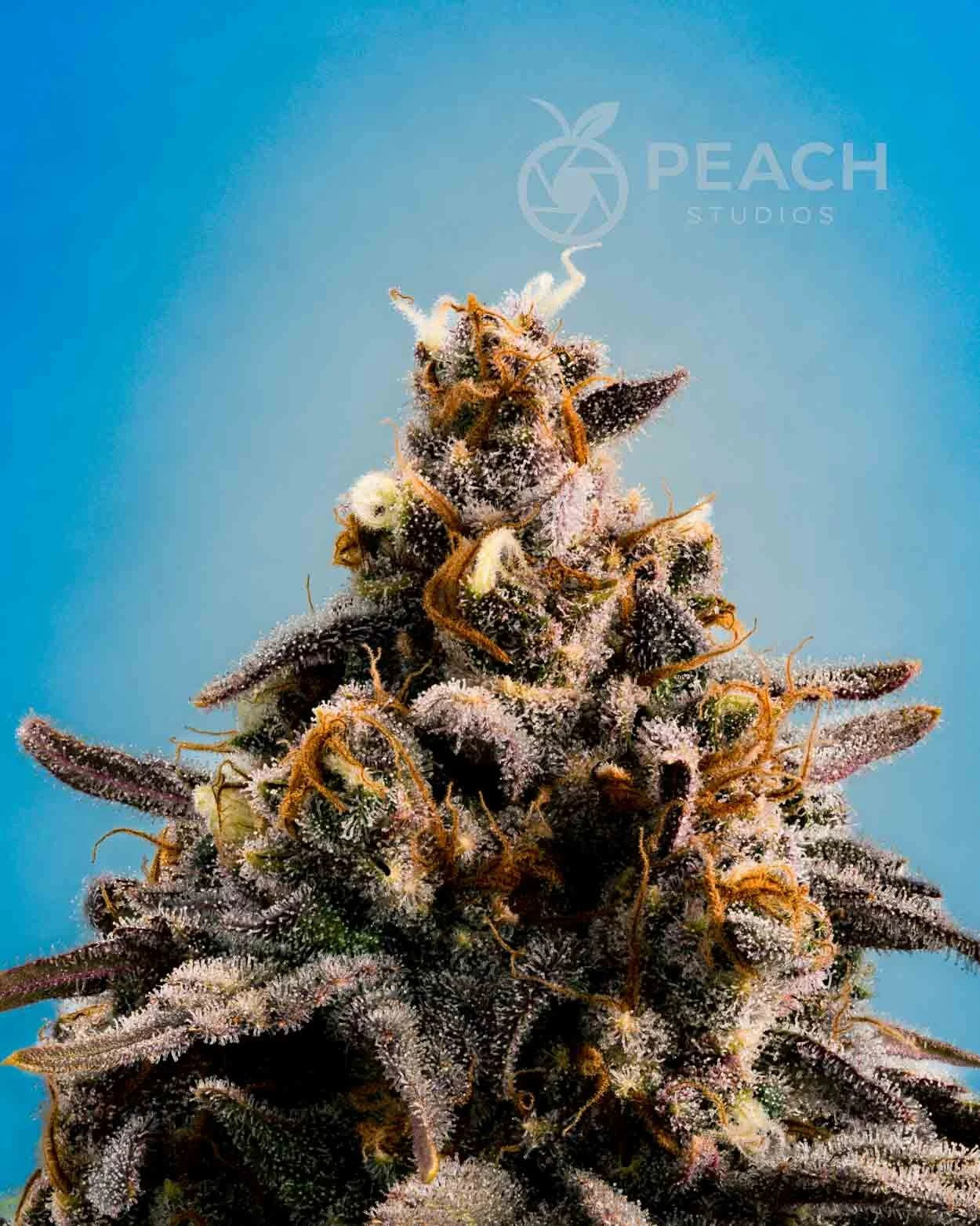 Close-up of a cannabis plant with trichomes, purple leaves, and orange pistils, set against a bright blue background.