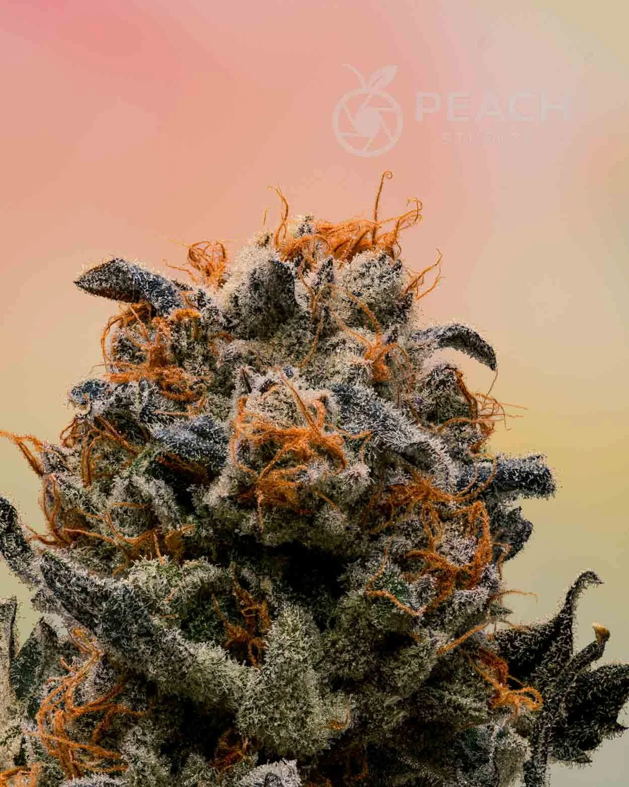 Close-up of a flowering cannabis bud covered in trichomes with orange pistils.
