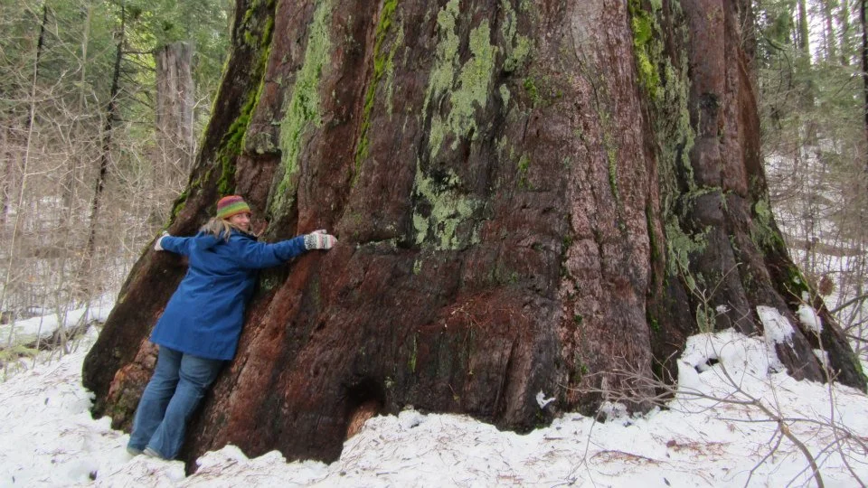 A young woman in a blue coat and knit cap hugs a large tree trunk in a snowy forest.