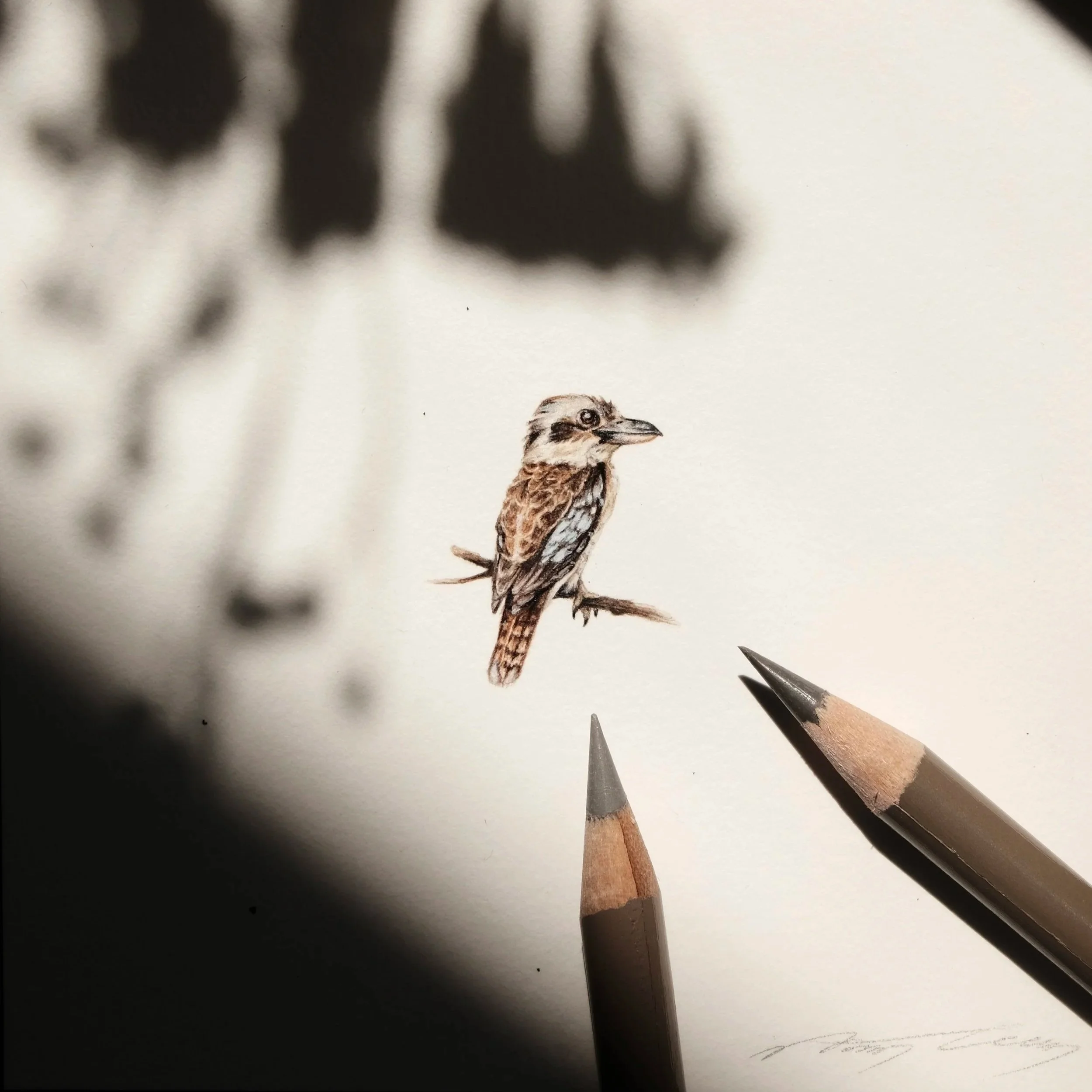 Kookaburra
H2.3cm x W1.6cm