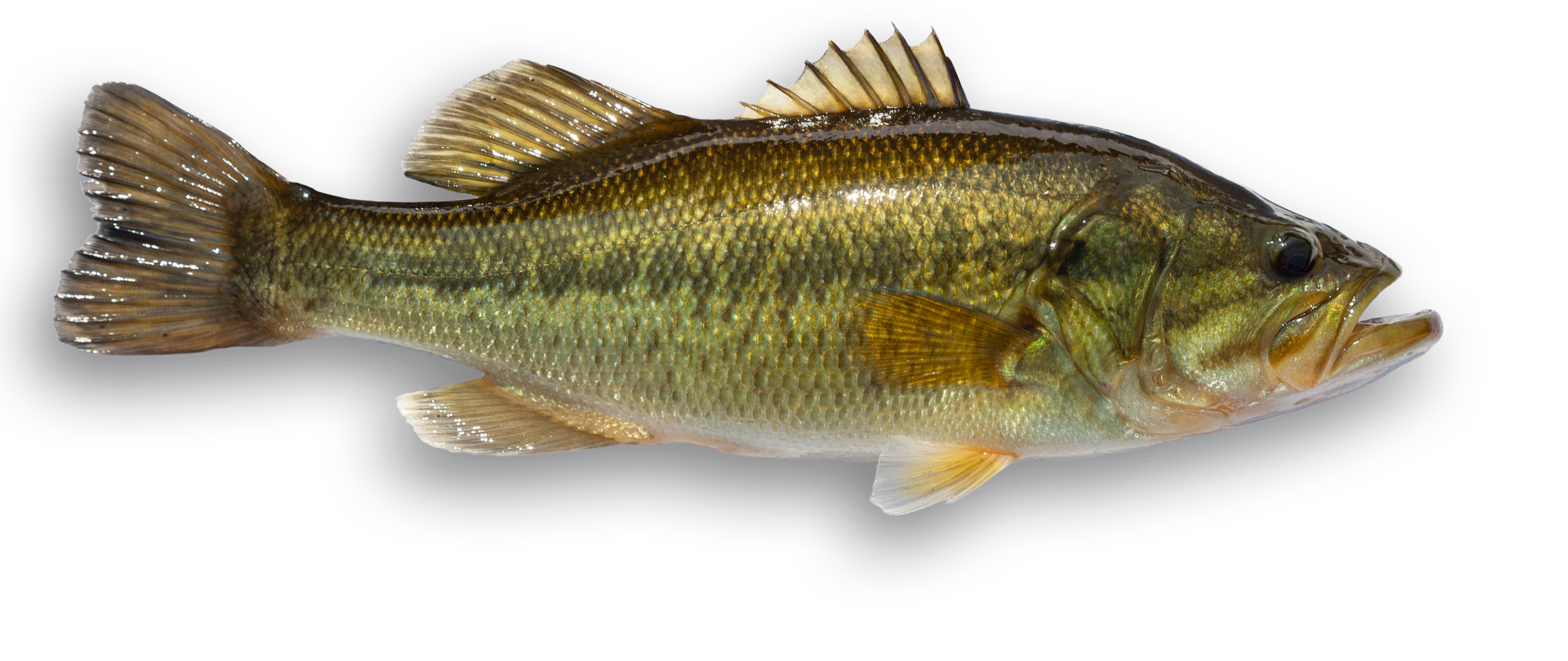 A live largemouth bass fish with a dark background.