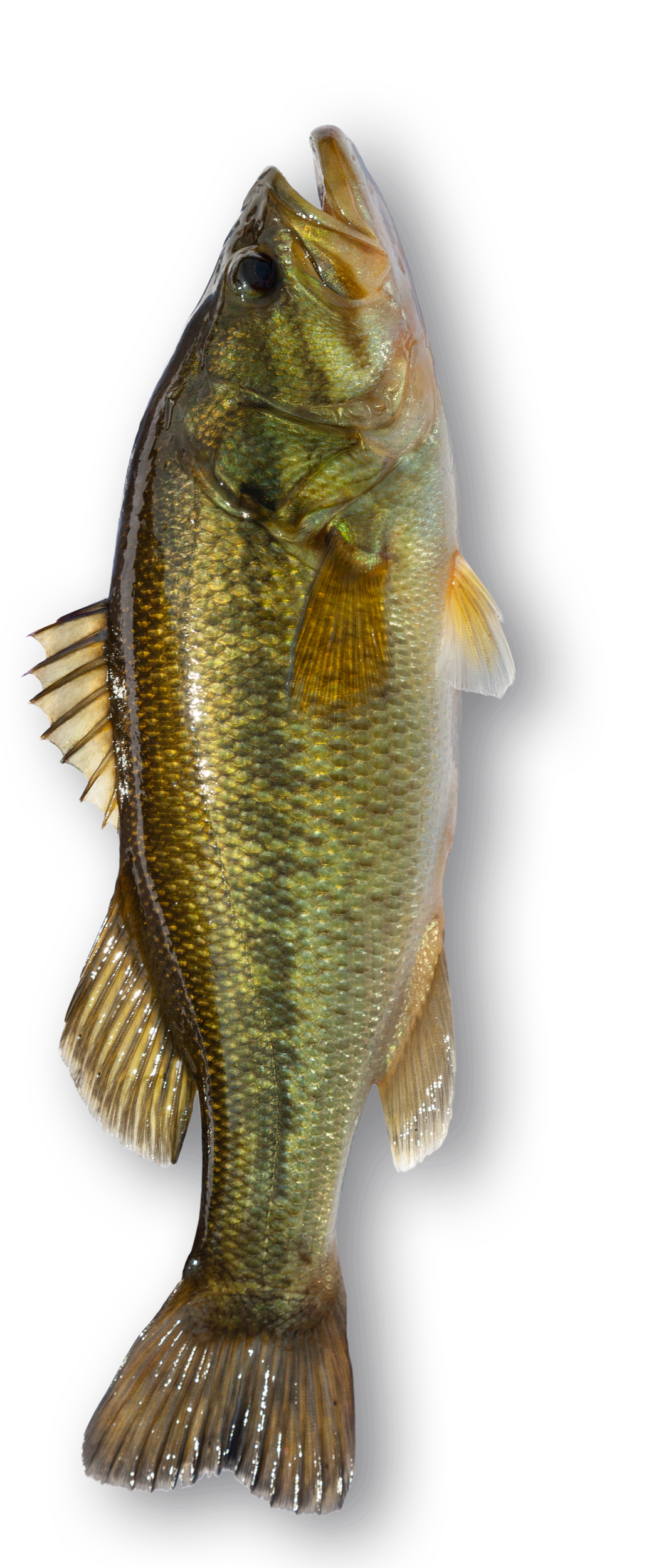 A detailed photograph of a largemouth bass fish against a black background, showing its greenish and golden coloration with fins.