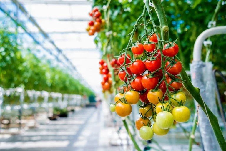 Ethylene Application for Greenhouse Tomatoes