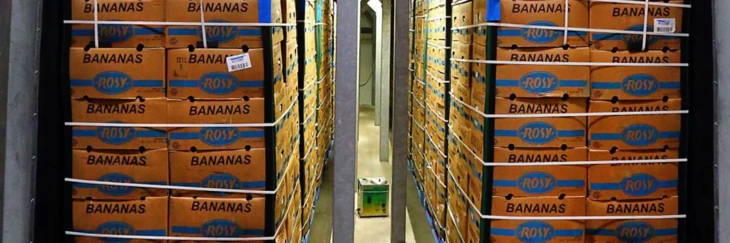 Optimizing Your Banana Room for Ethylene Application
