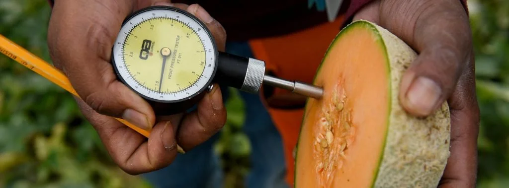 Testing melon firmness