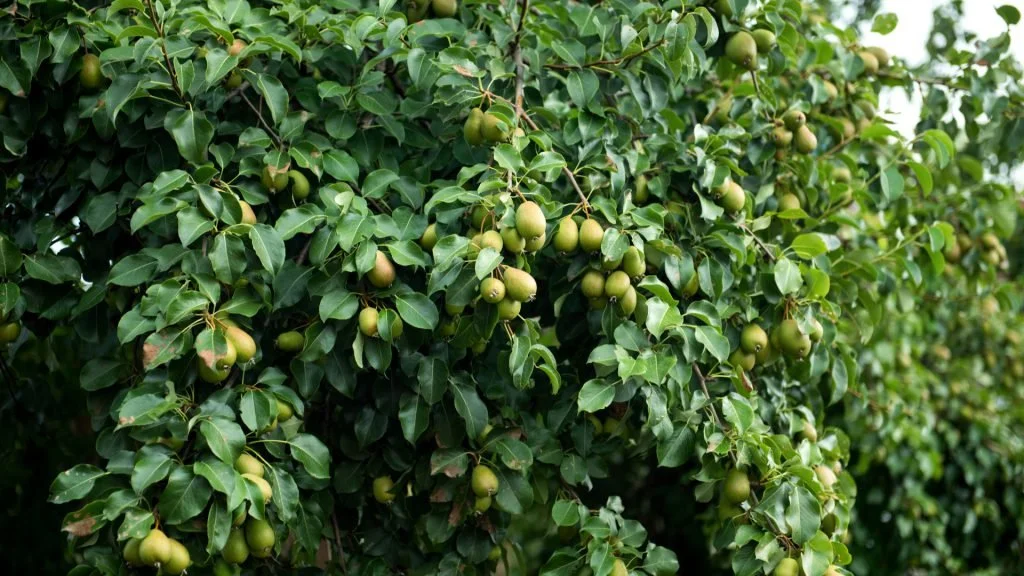 Pear conditioning