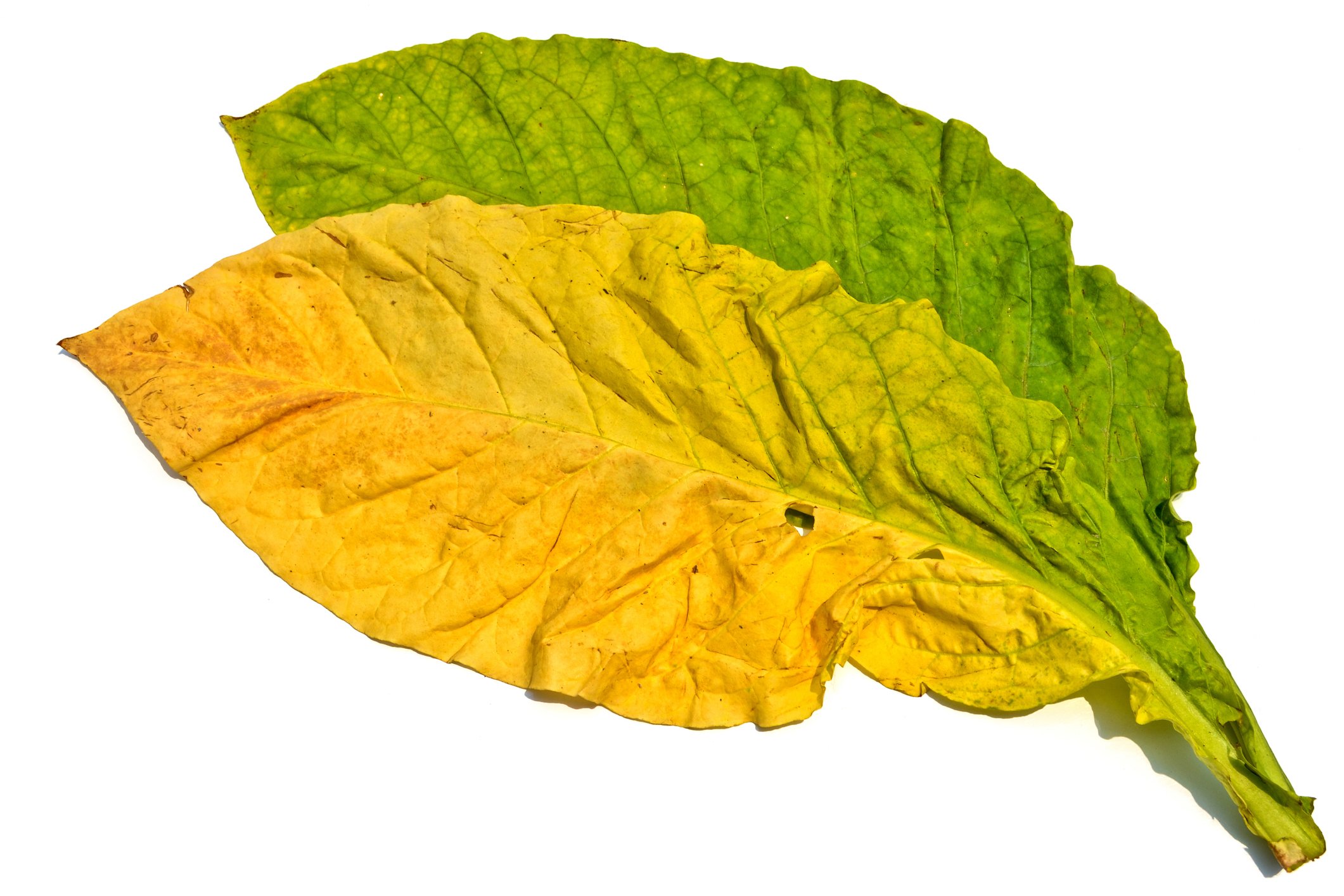 Two overlapping tobacco leaves, one yellow and one green, on a white background.
