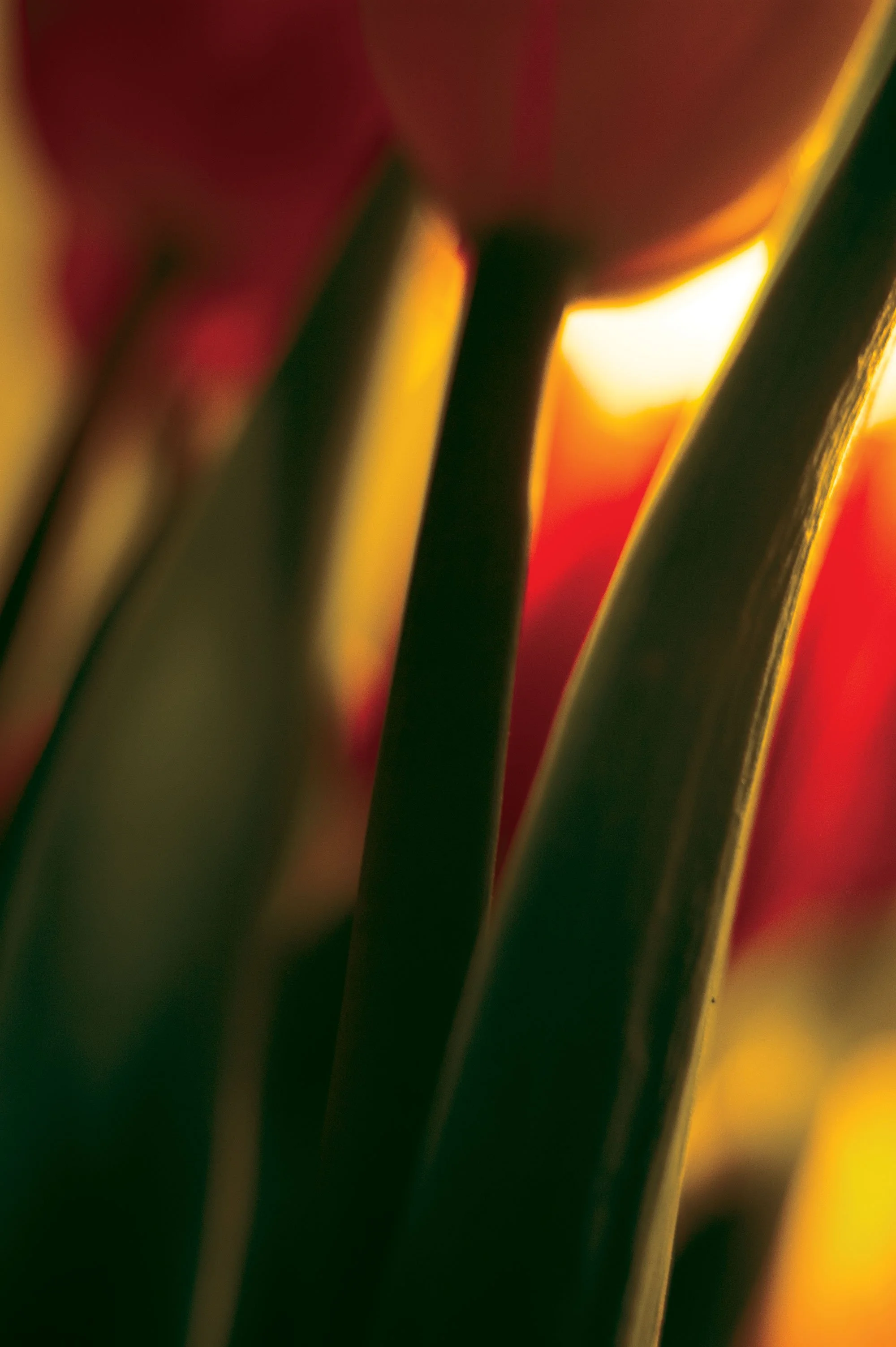 Close-up of tulip stems with soft lighting, showing green and blurred red hues.