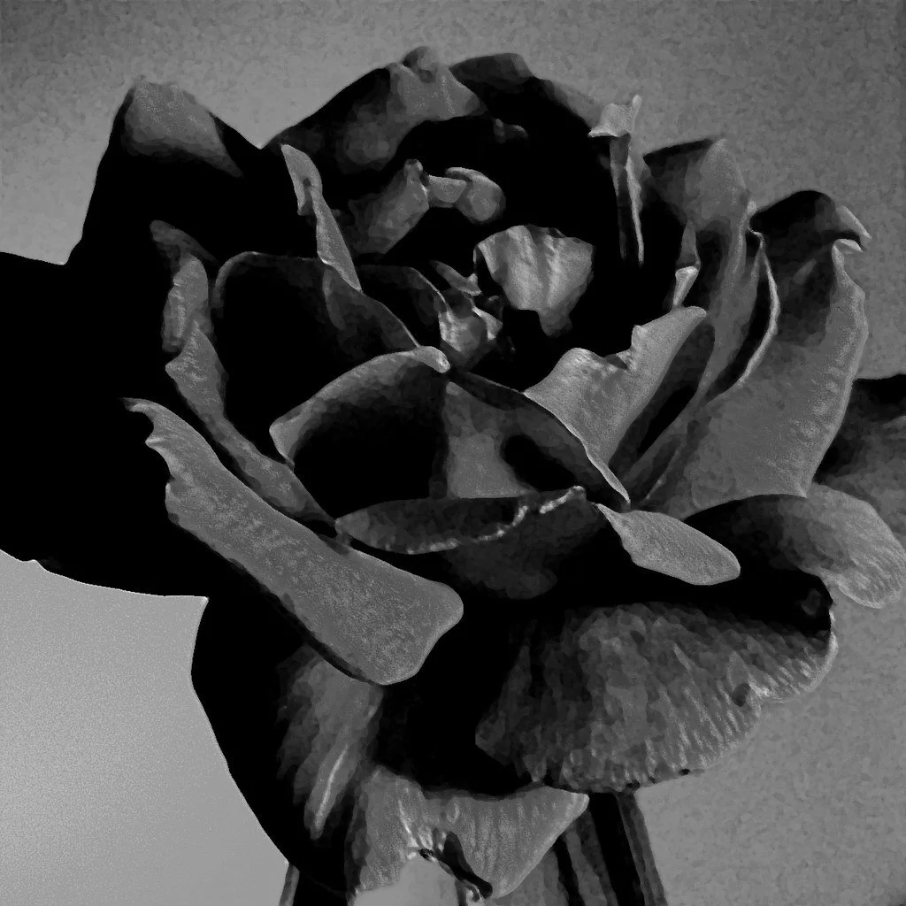 Black and white close-up of a rose flower