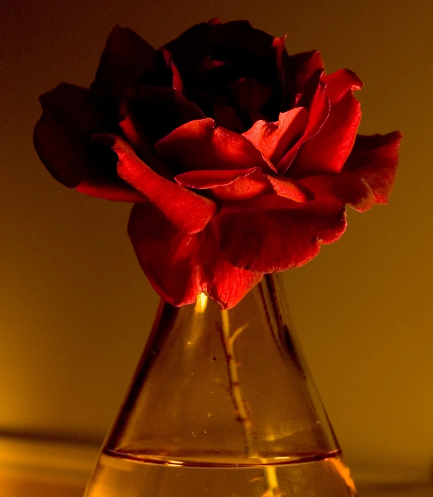 Red rose in a glass vase with warm lighting