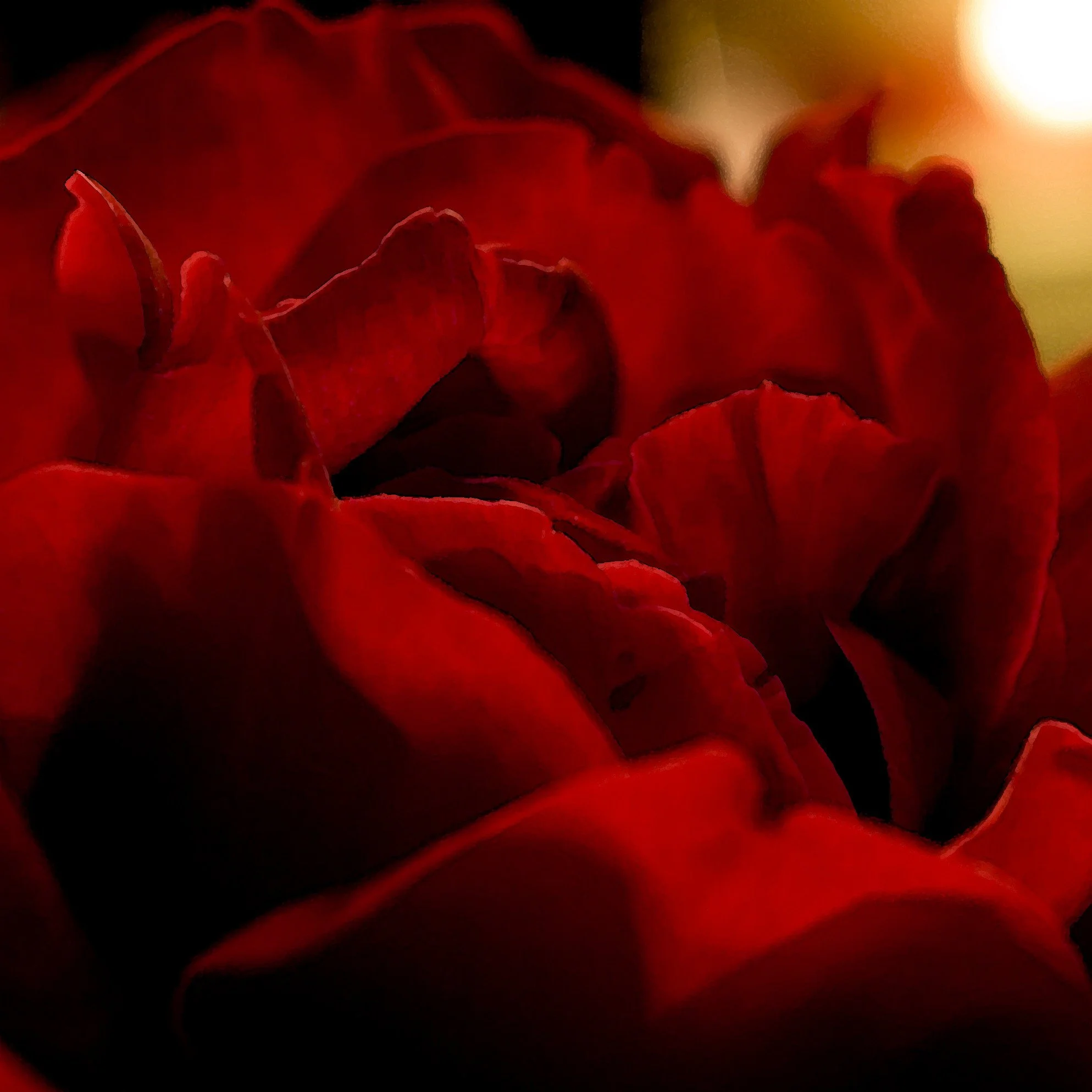Close-up of a red rose with soft lighting.