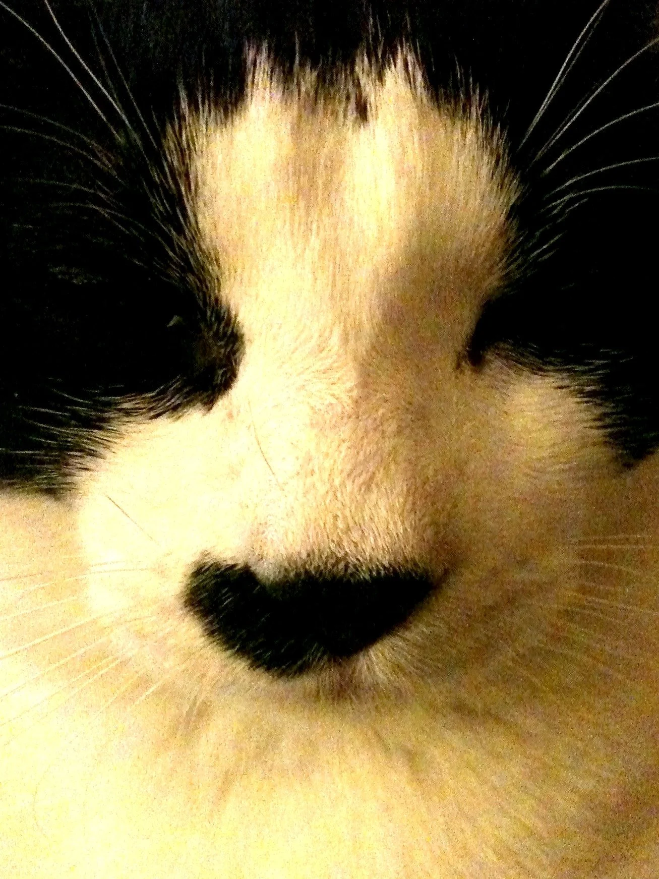 Close-up of a black and white cat's face with its eyes closed, showing prominent whiskers.