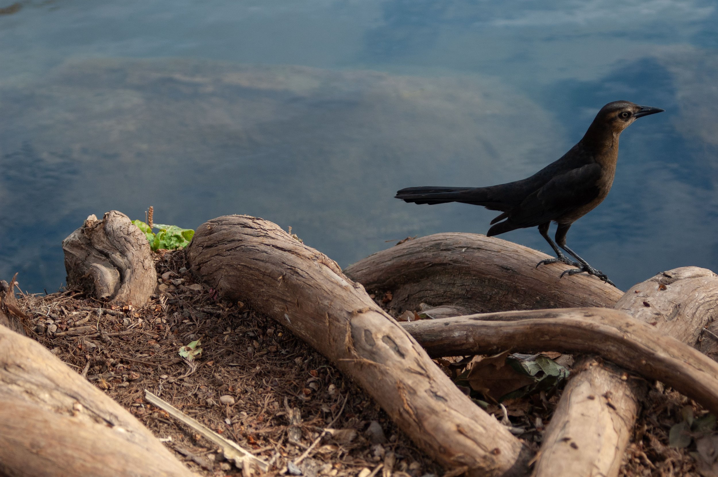 A bird standing on driftwood by a body of water.