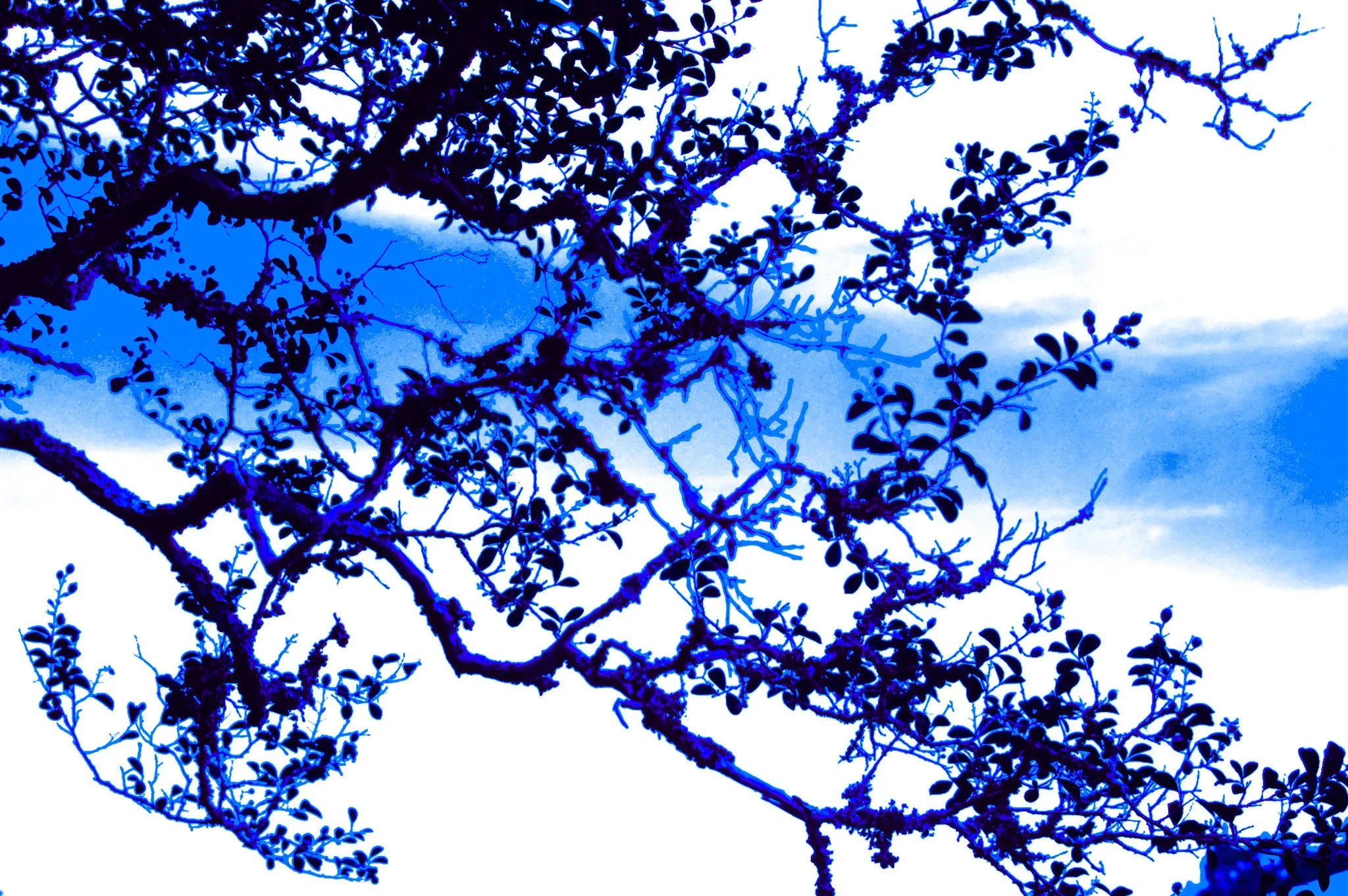 Silhouette of tree branches and leaves against a bright sky, with a blue-tinted artistic effect.