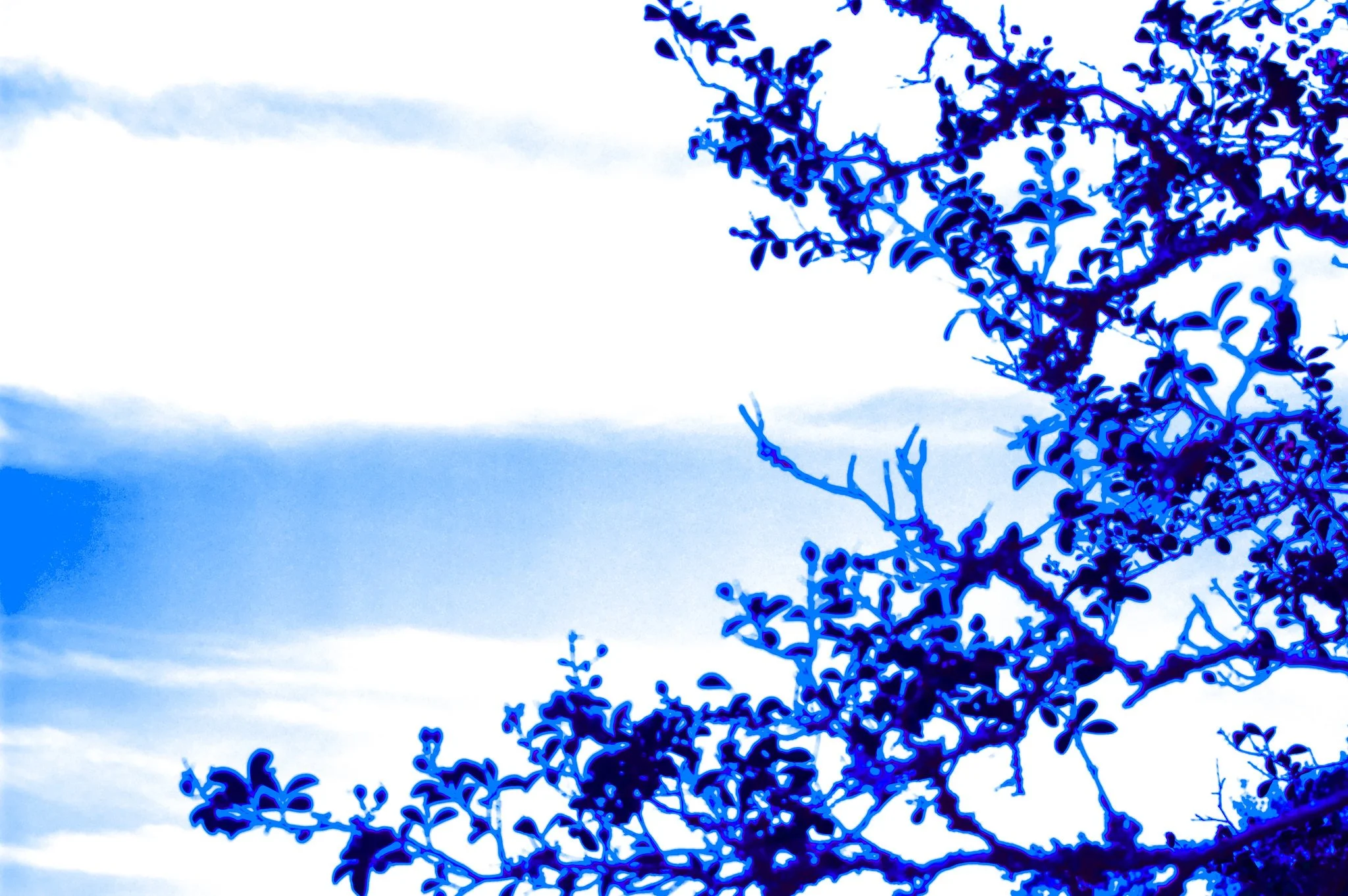 Silhouetted tree branches with leaves against a sky background, enhanced with a blue color effect.