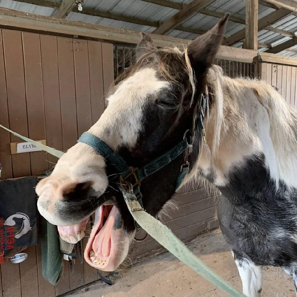 A horse with black and white markings yawning inside a barn.